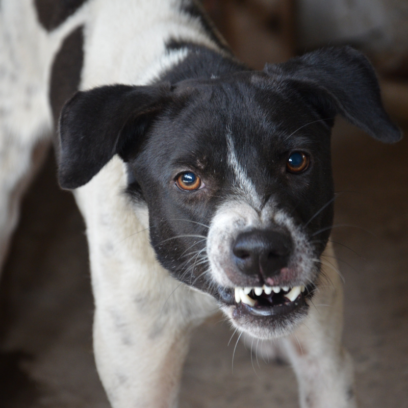 A black and white dog with a serious expression, showing its teeth, and looking directly at the camera.