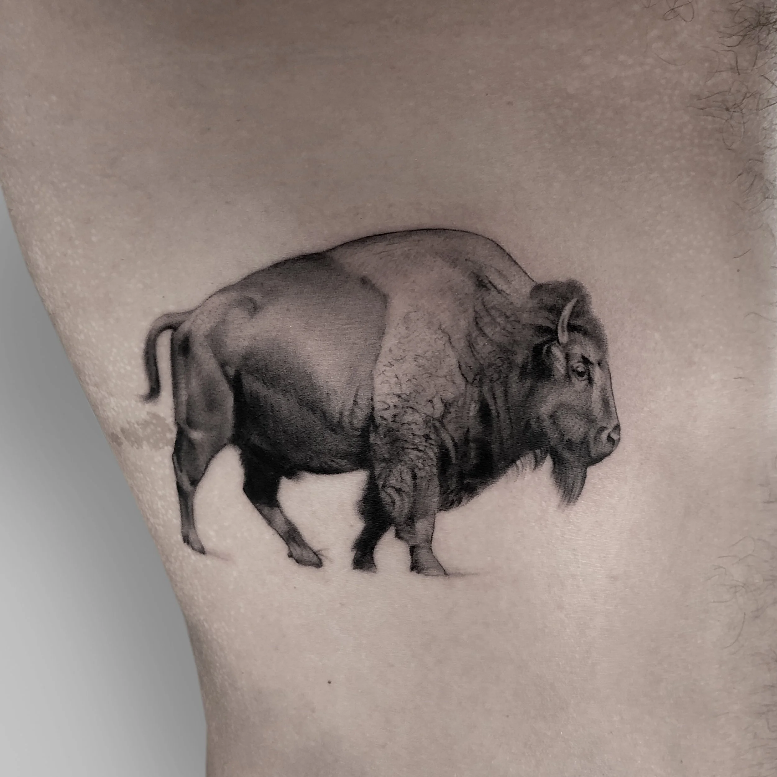 buffalo 01.JPG