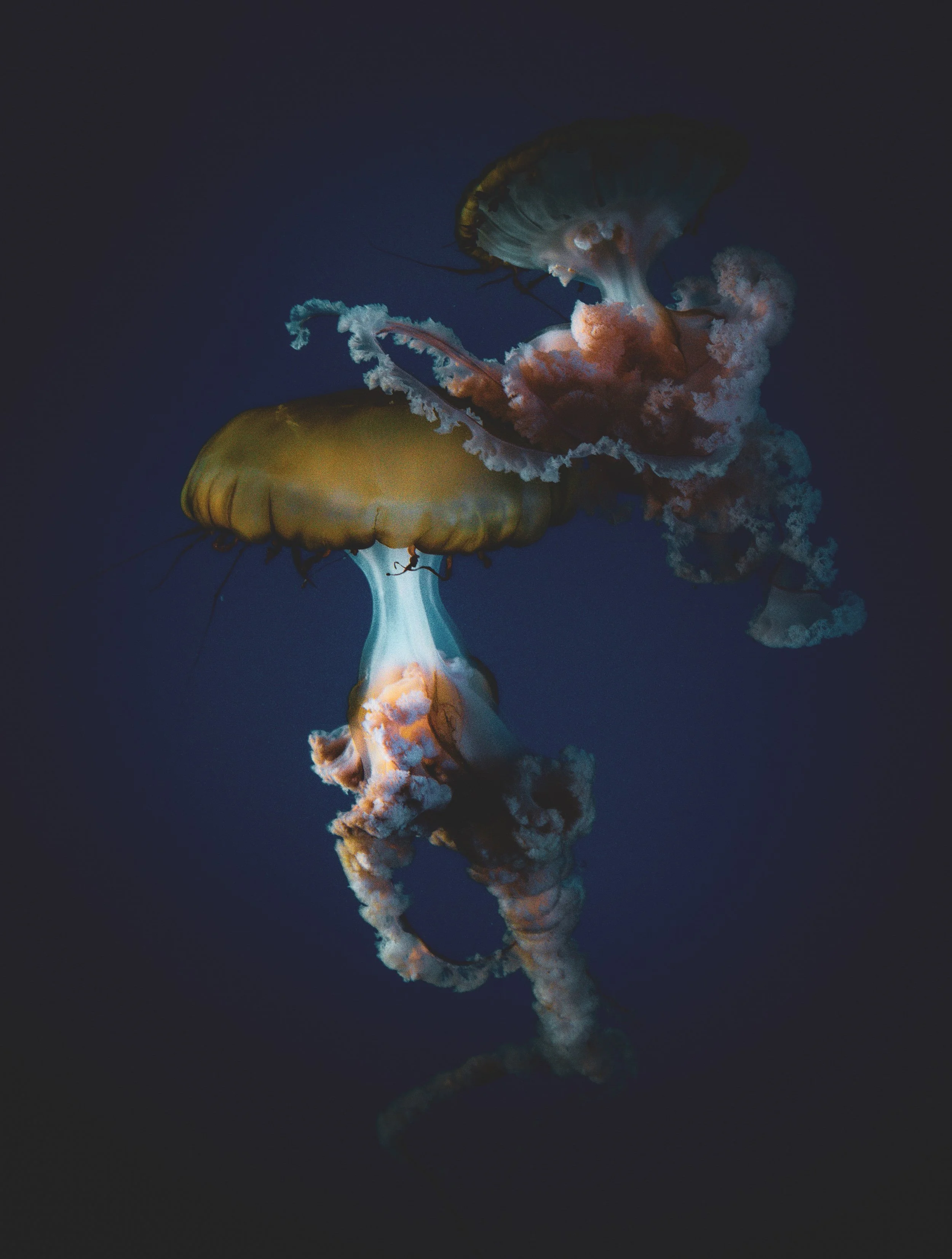 Jellyfish