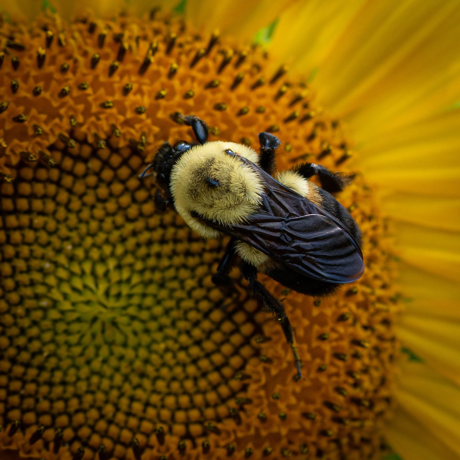 Sunflower Bee