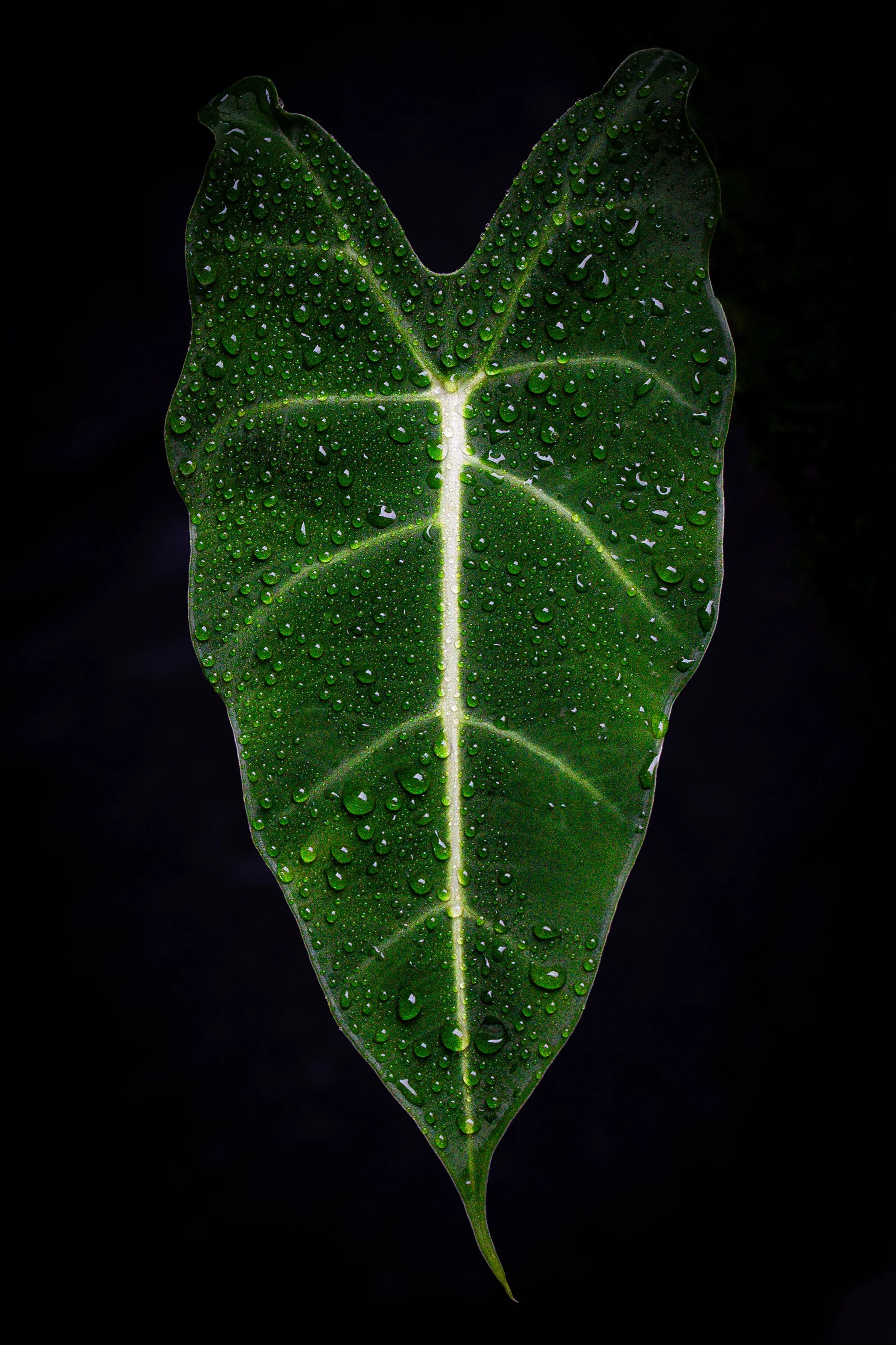 Alocasia