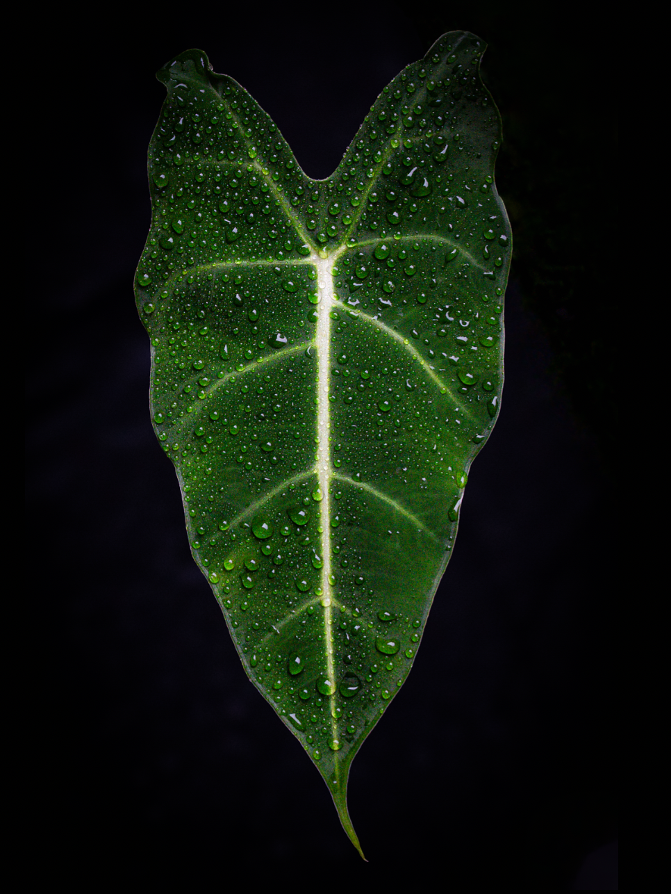 Alocasia In The Dark 20 x 30"