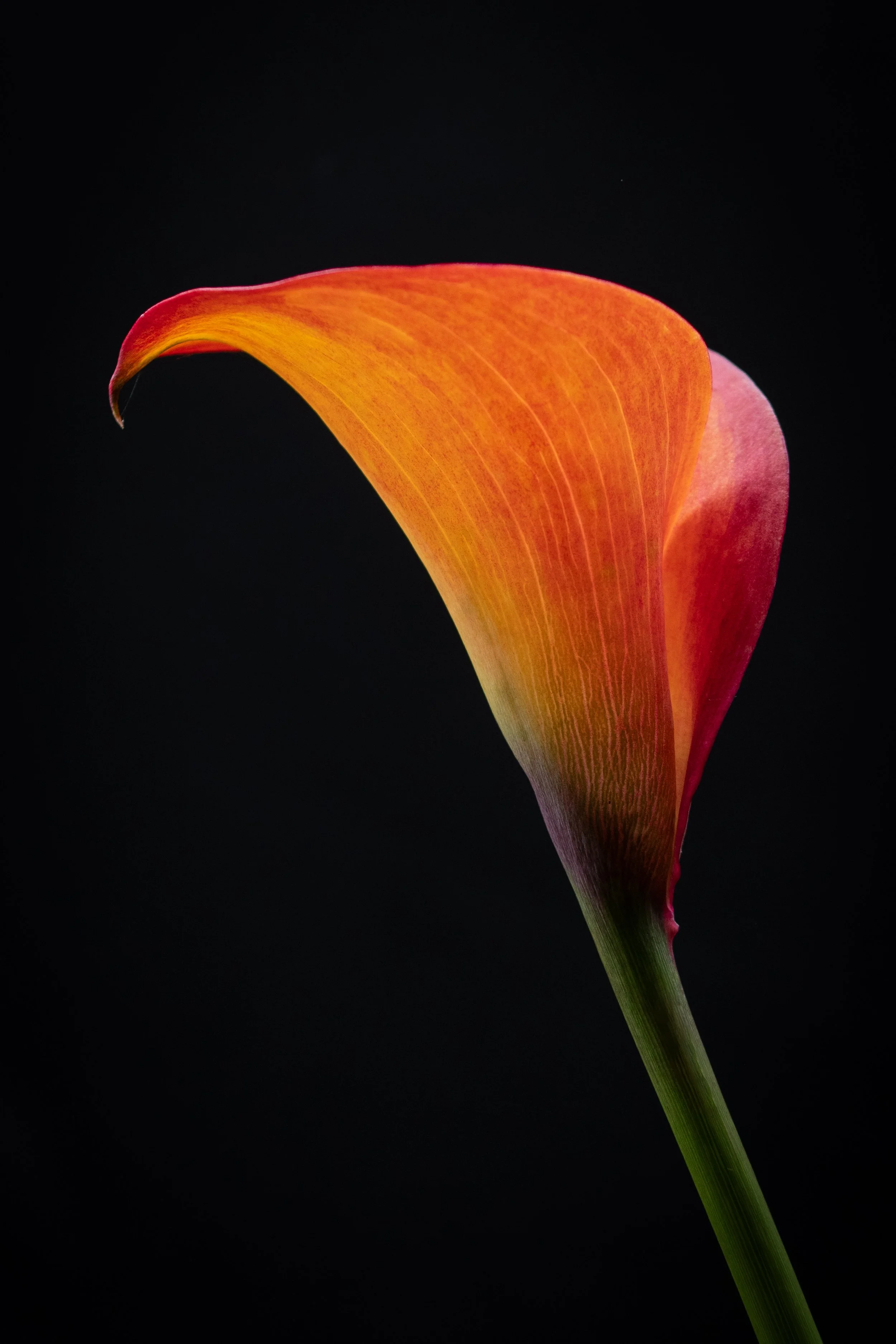 Fire Lily 16x24"
