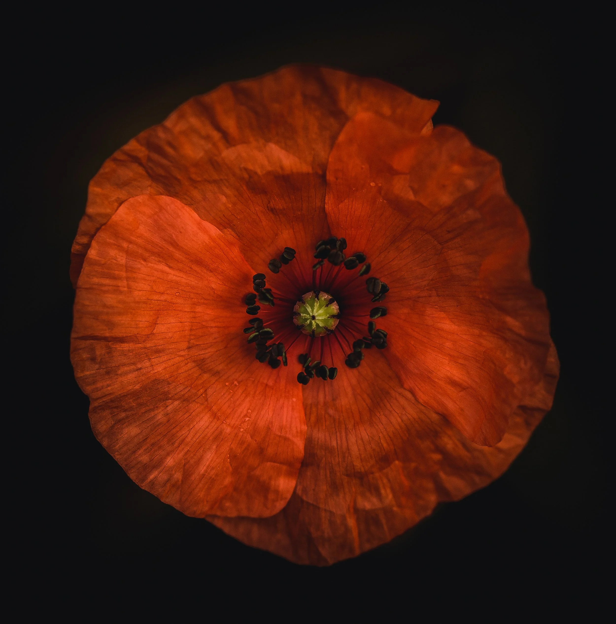 Poppy, 10x10"