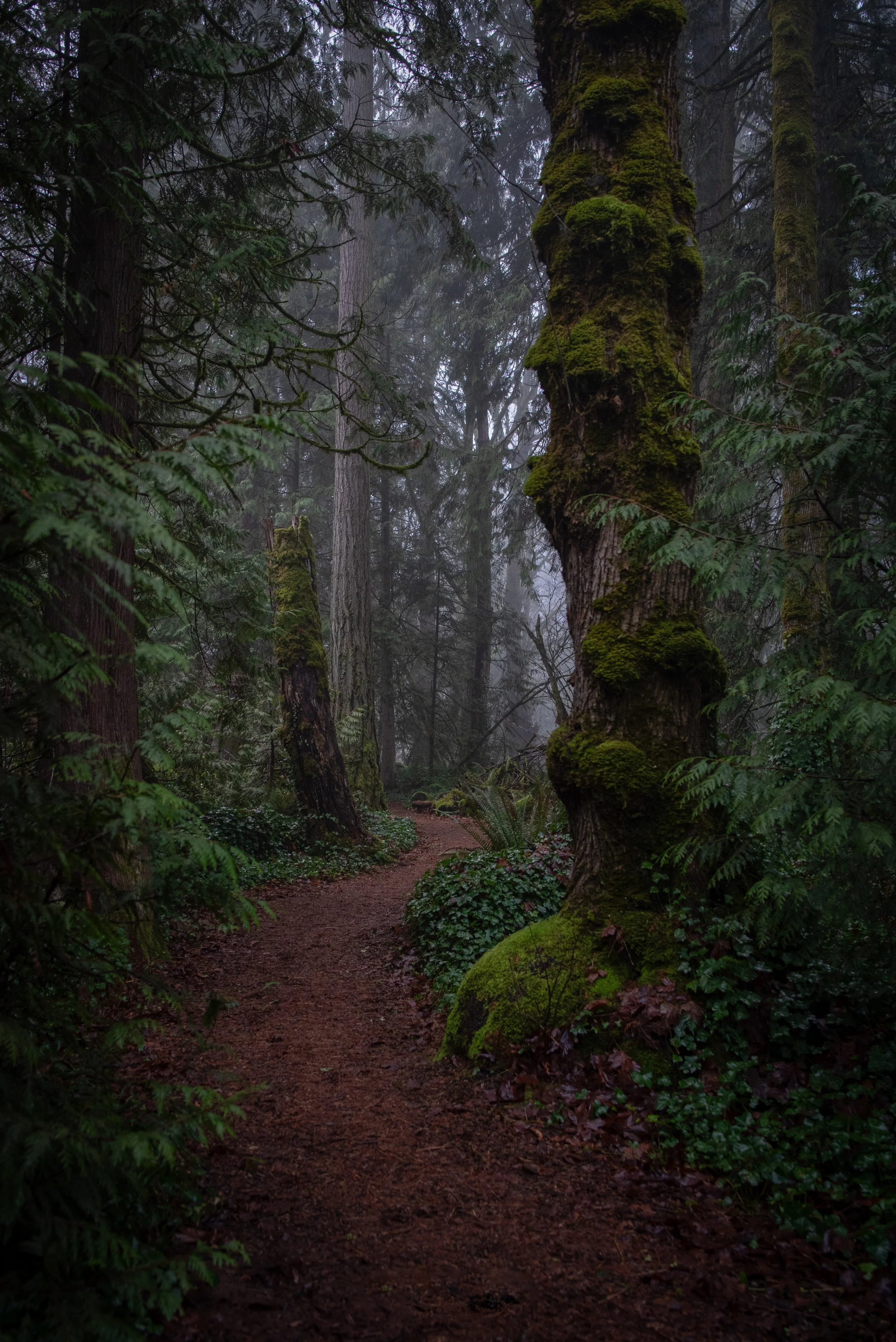 Forest Park, Oregon 20x30"