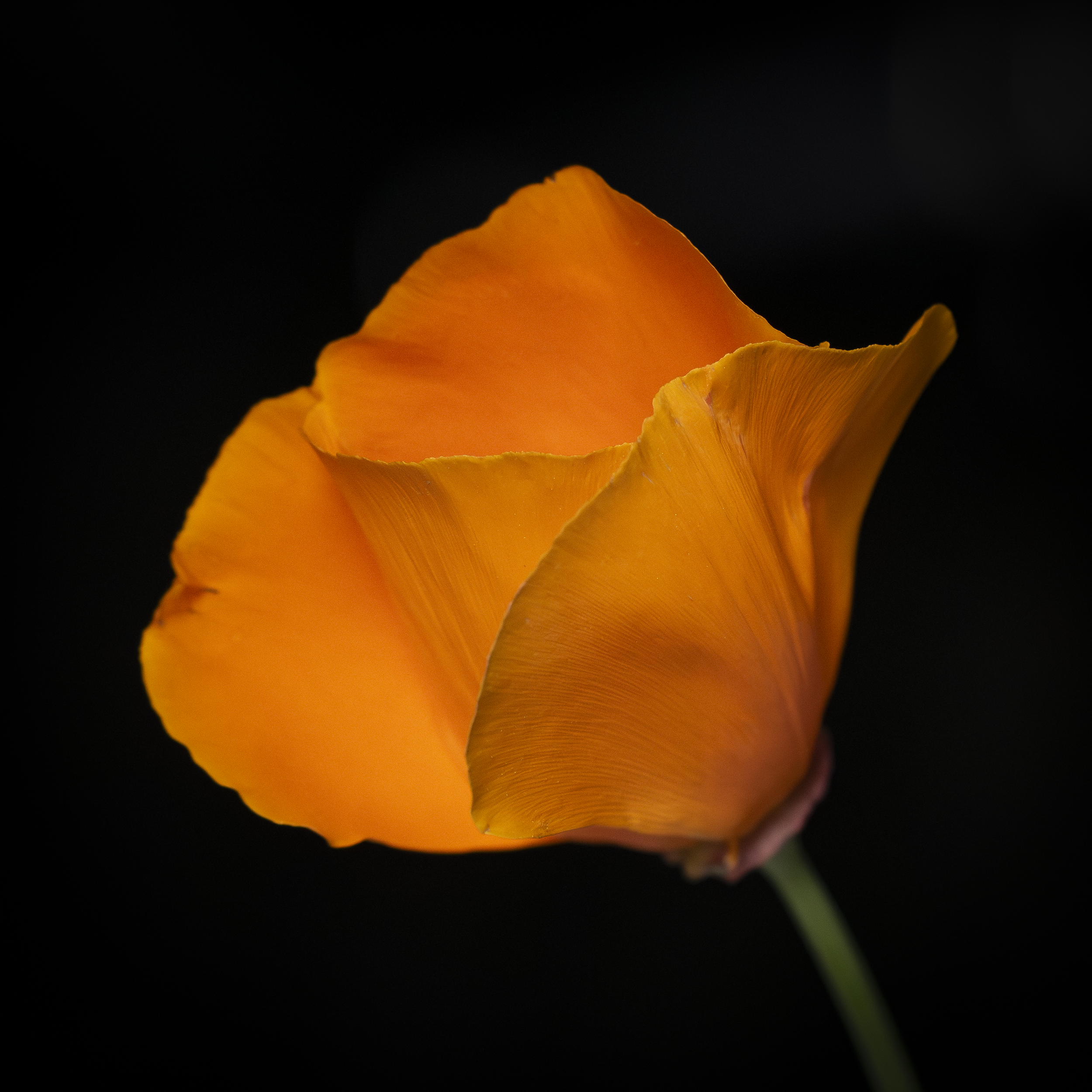 Eschscholzia Californica 16x16"