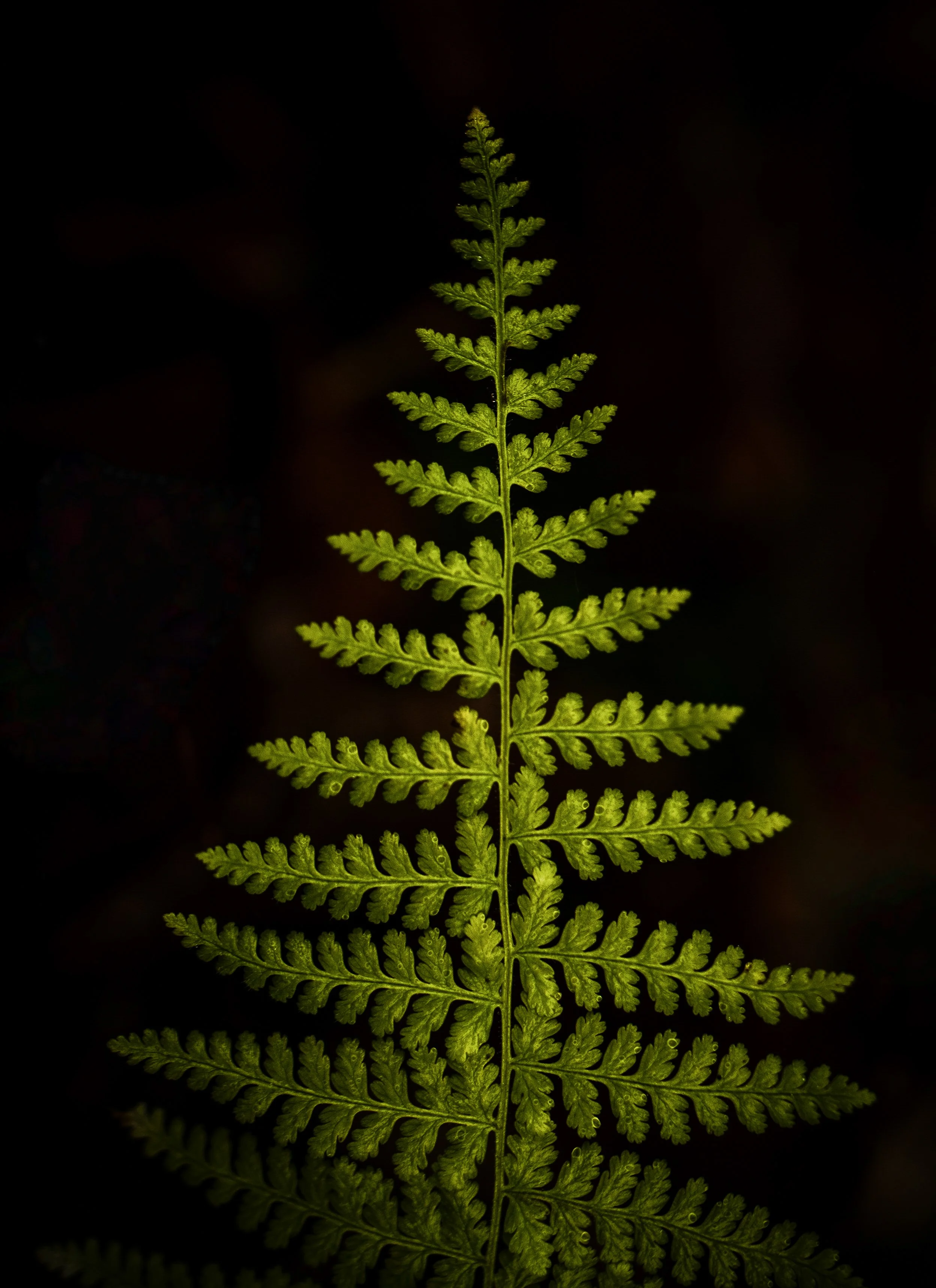 Fern