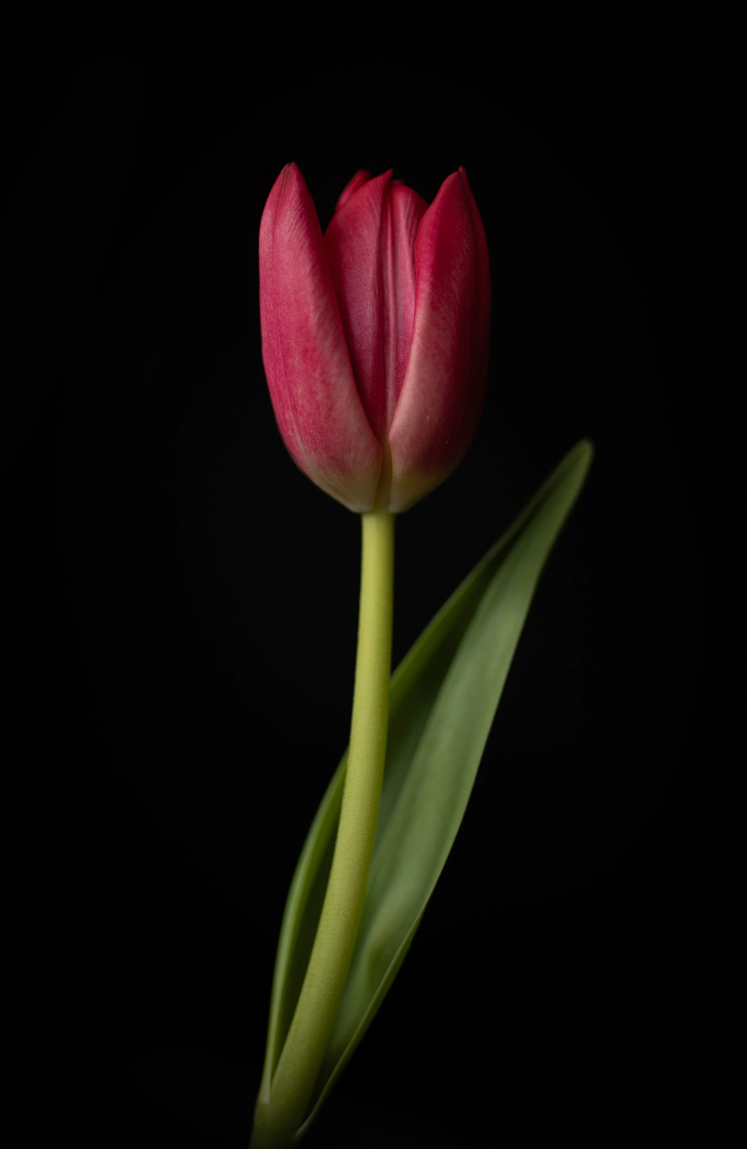 Tulip