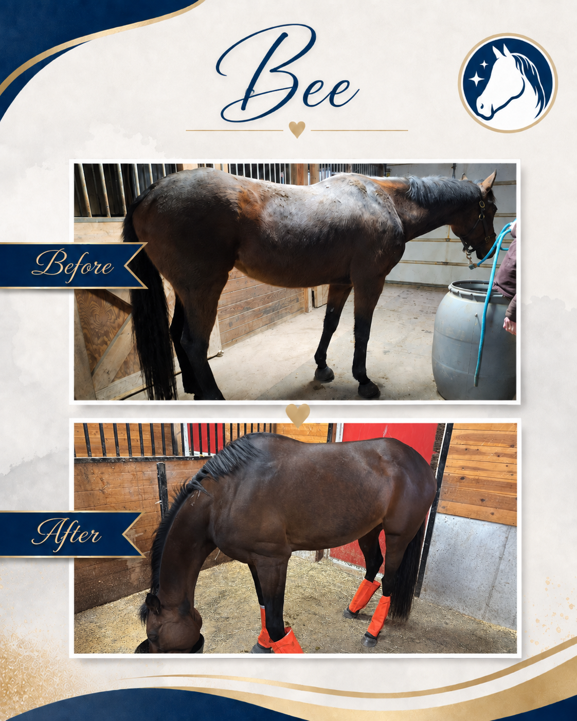 Horse before and after a nutrition and feeding program