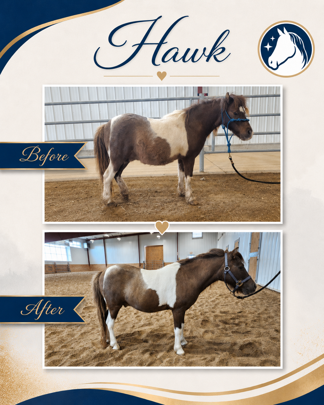 Horse before and after a nutrition and feeding program