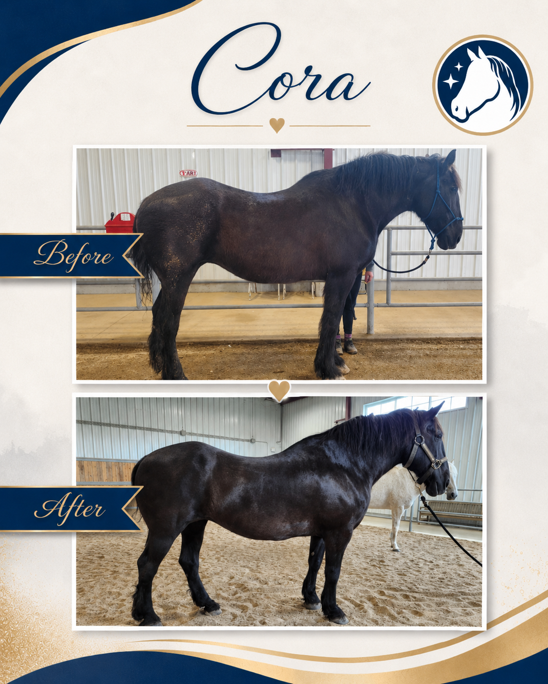 Horse before and after a nutrition and feeding program