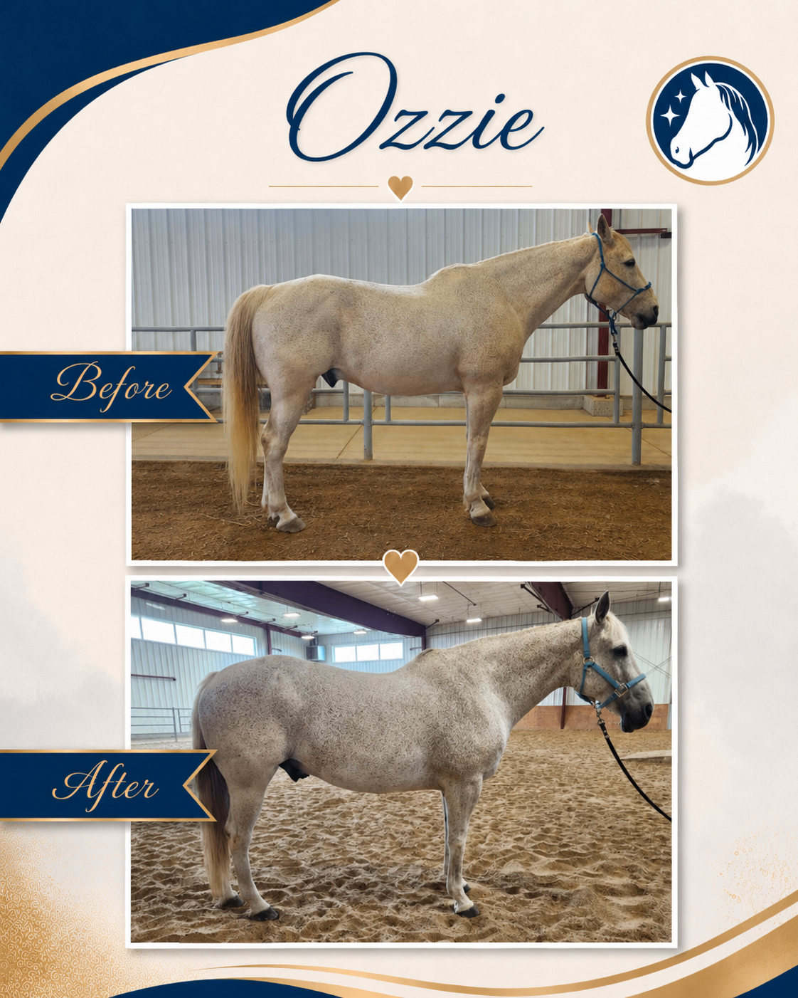 Horse before and after a nutrition and feeding program