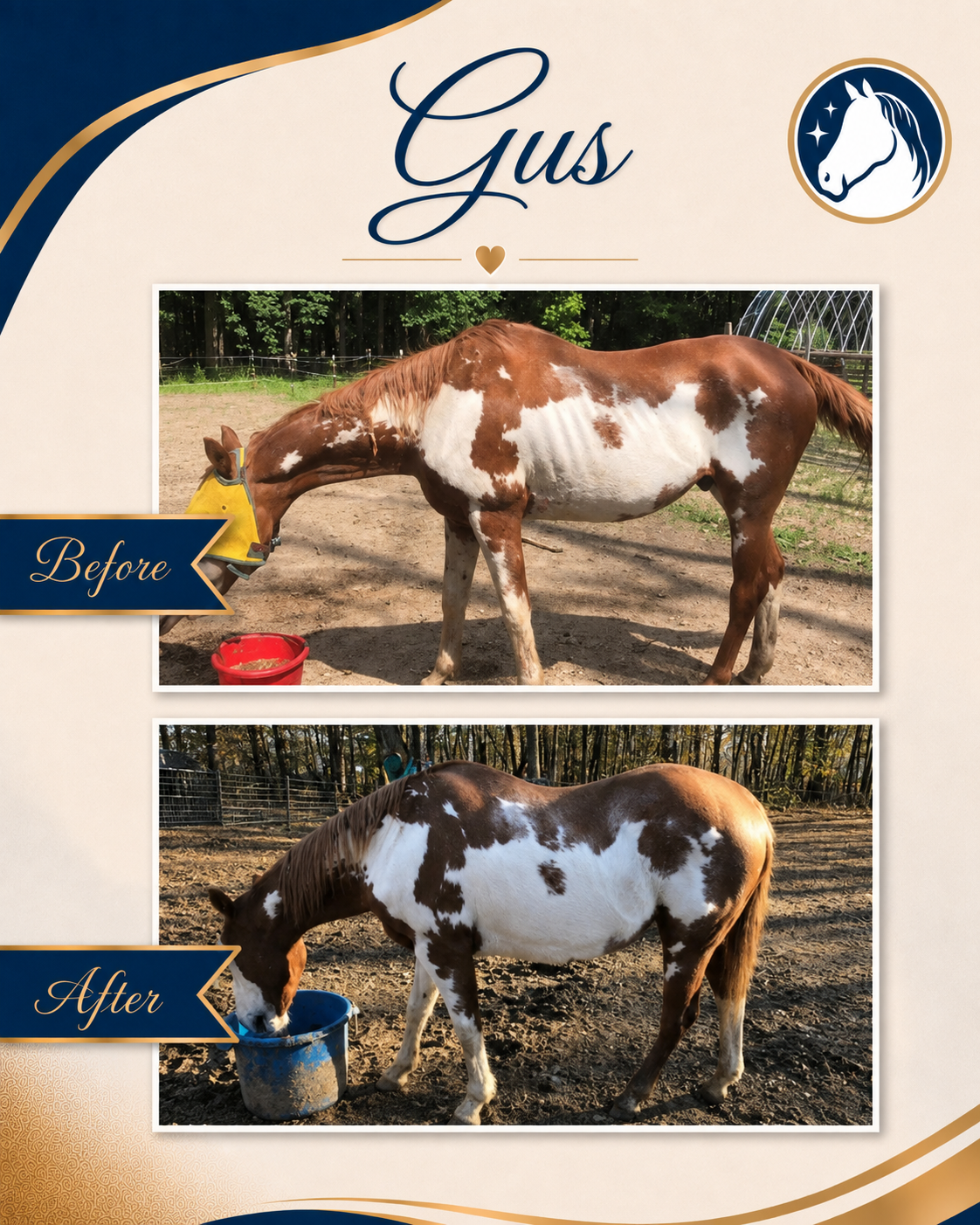 Horse before and after a nutrition and feeding program