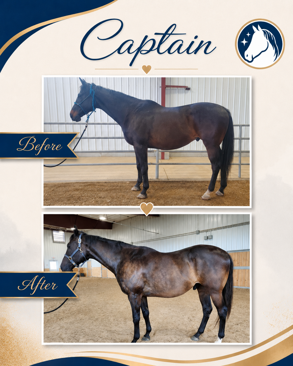 Horse before and after a nutrition and feeding program