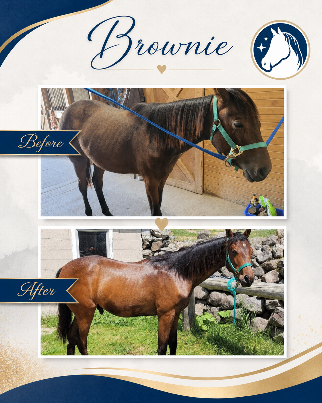 Horse before and after a nutrition and feeding program