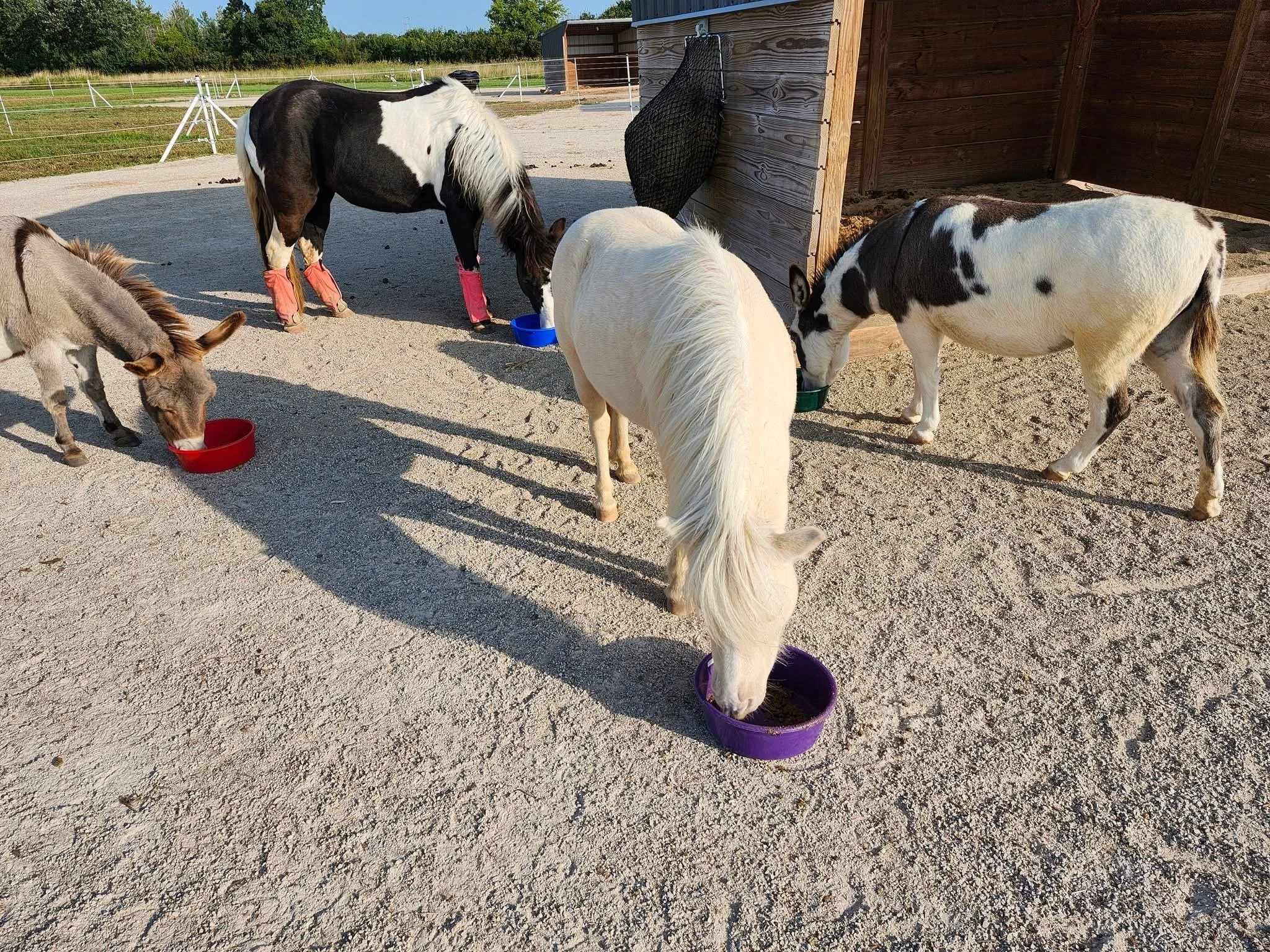 Several small ponies grazing and eating from colorful bowls outside on a gravel surface near a wooden barn.