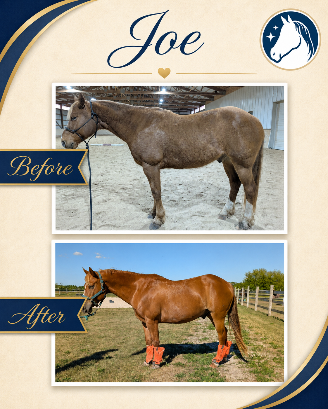 Horse before and after a nutrition and feeding program
