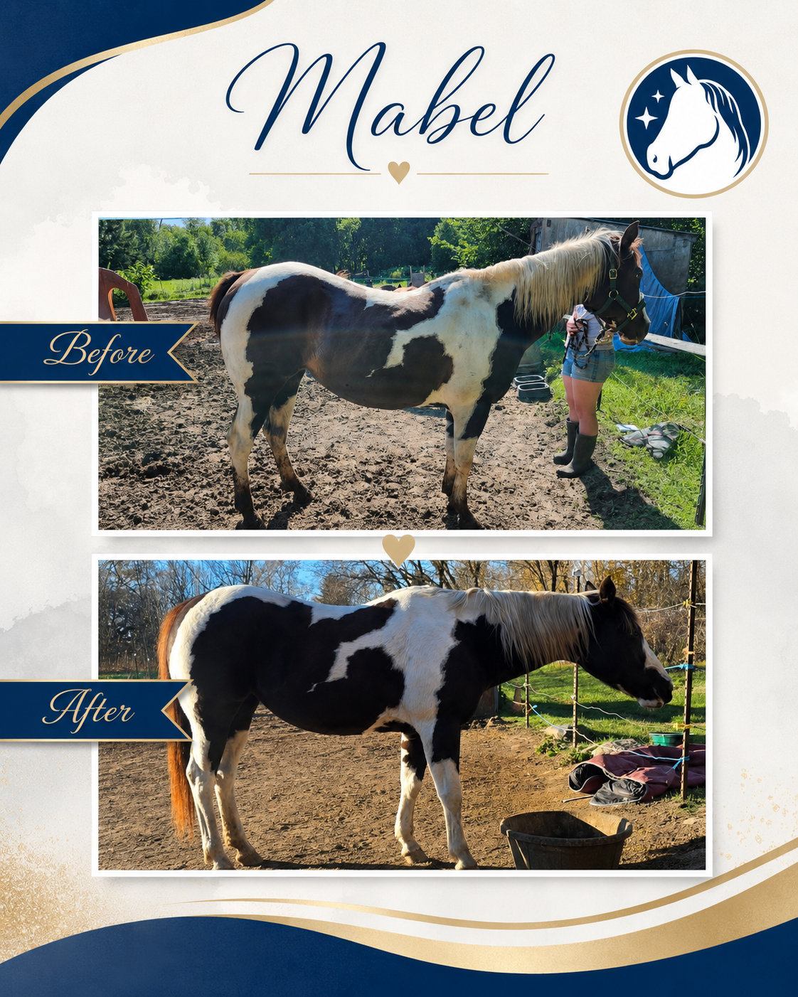 Horse before and after a nutrition and feeding program