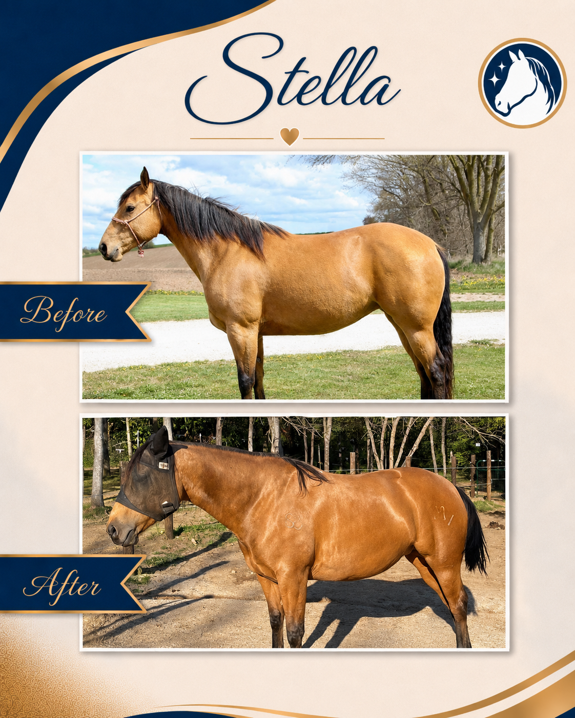 Horse before and after a nutrition and feeding program