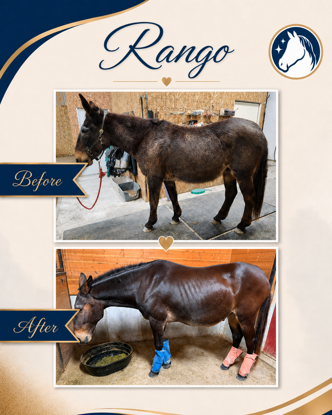 Horse before and after a nutrition and feeding program