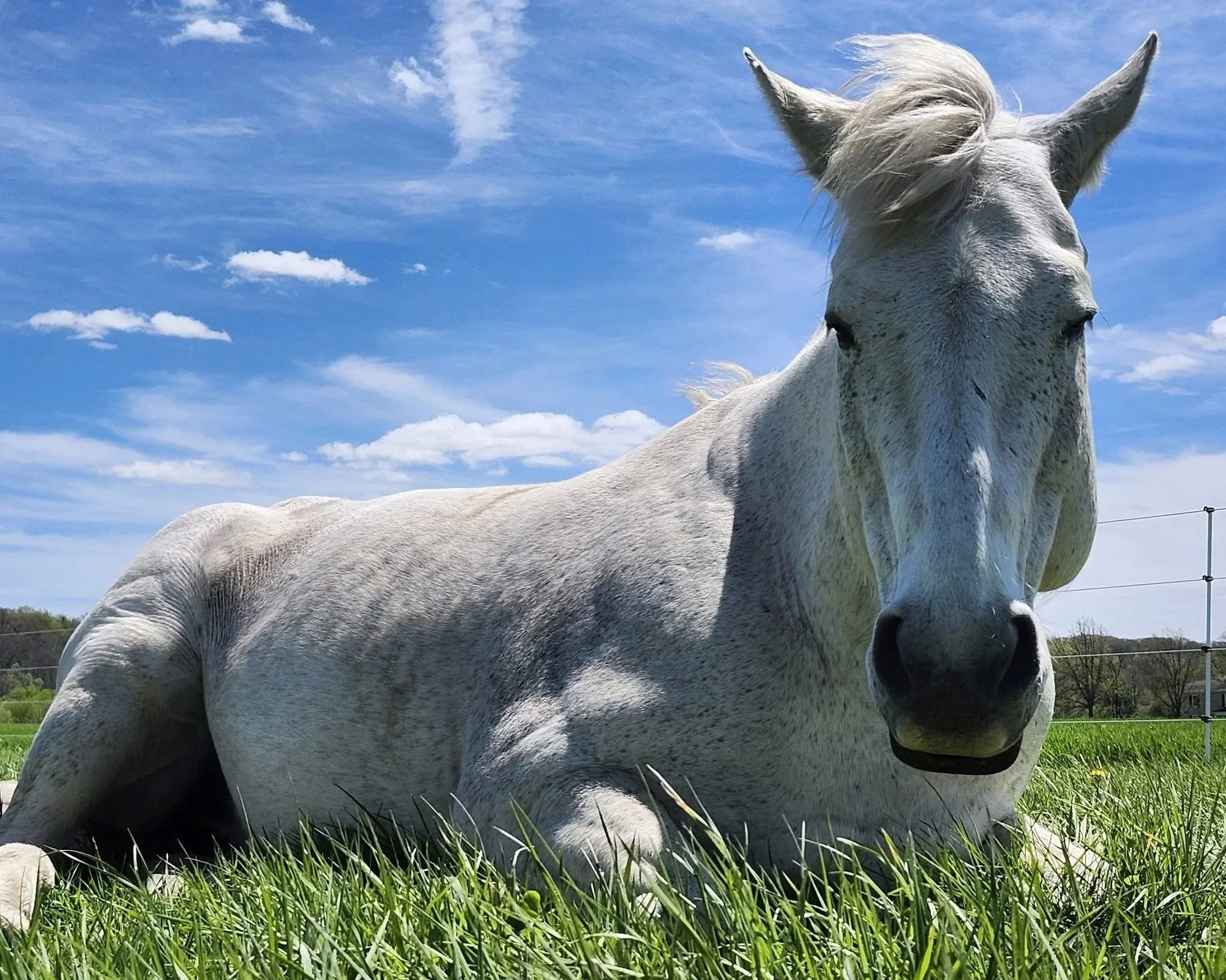Close-up of a white horse lying in green grass under a blue sky with scattered clouds.
