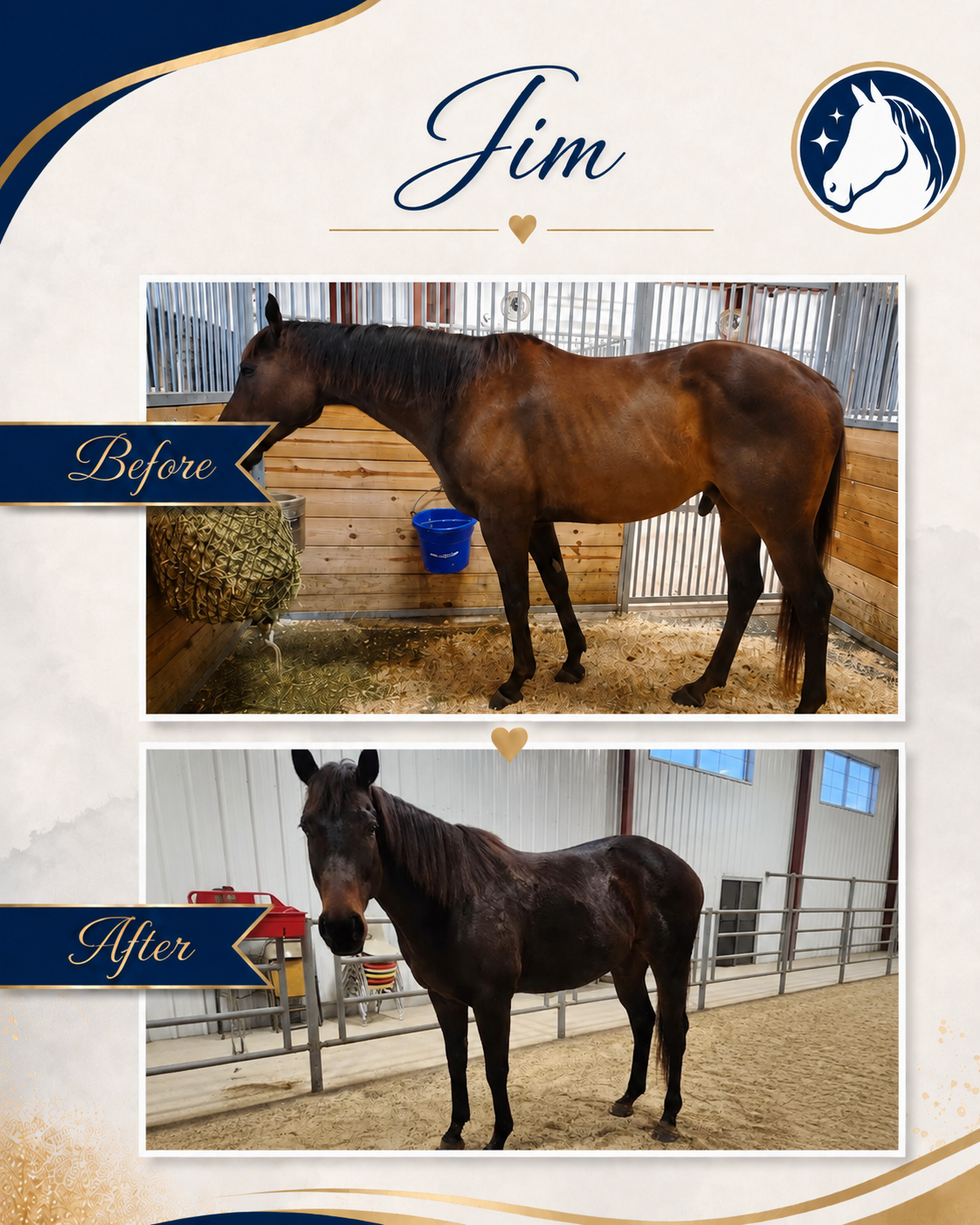 Horse before and after a nutrition and feeding program