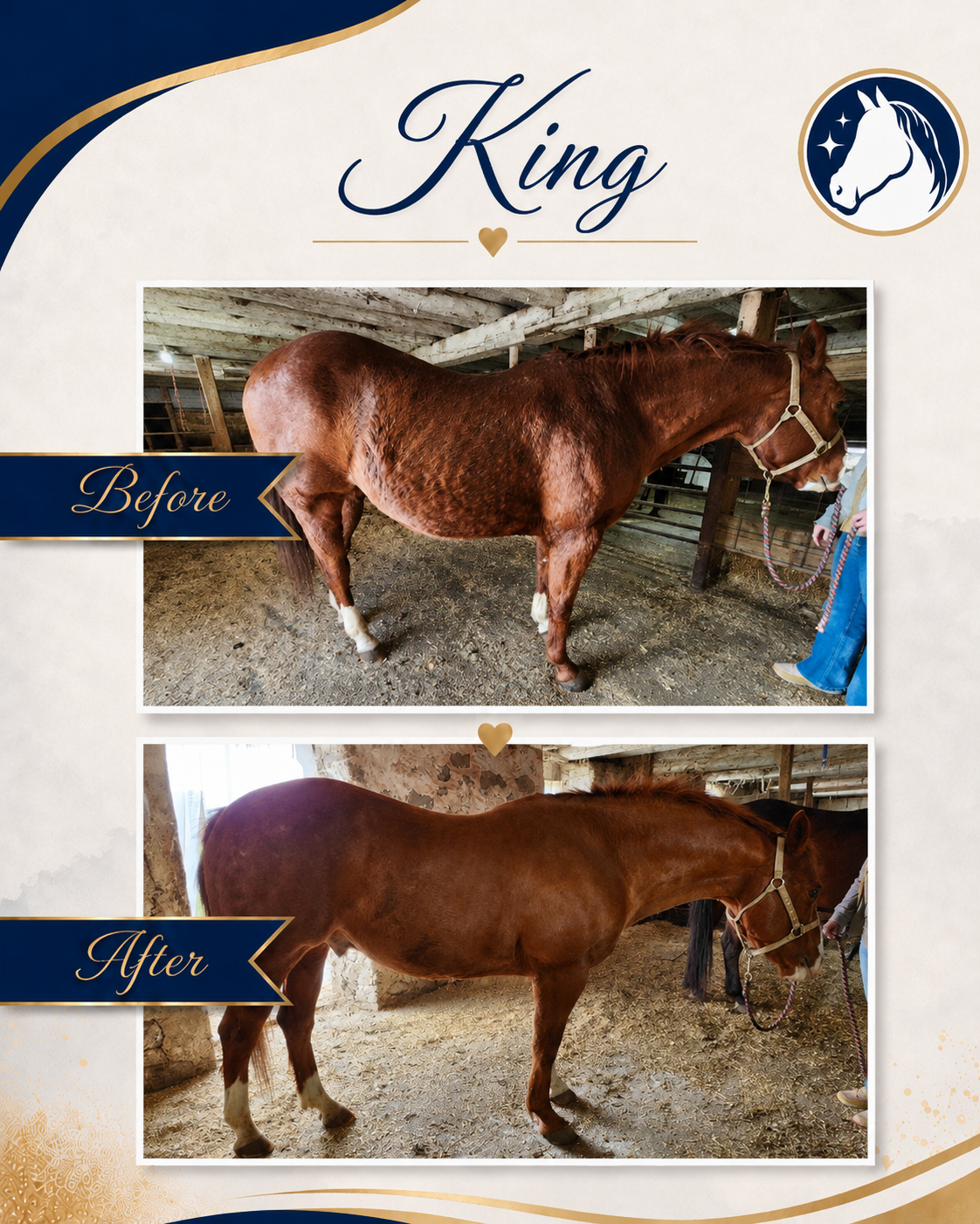 Horse before and after a nutrition and feeding program