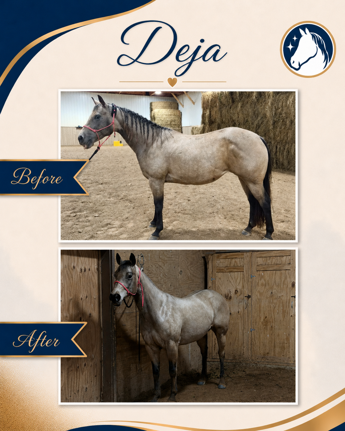 Horse before and after a nutrition and feeding program
