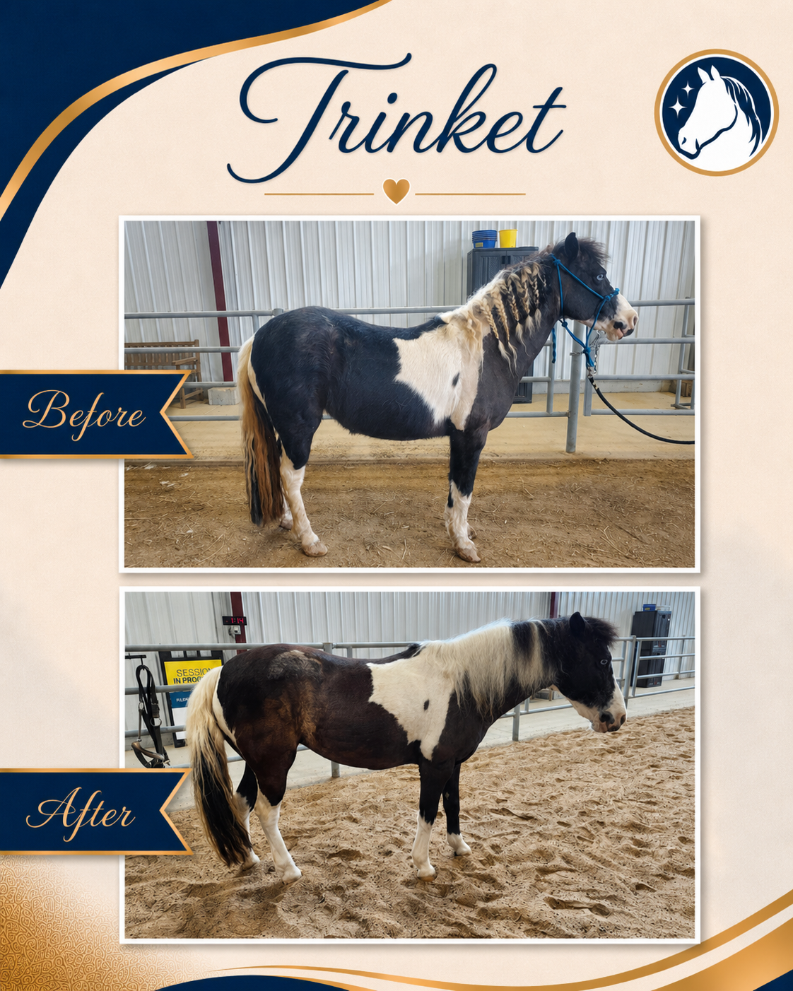 Horse before and after a nutrition and feeding program