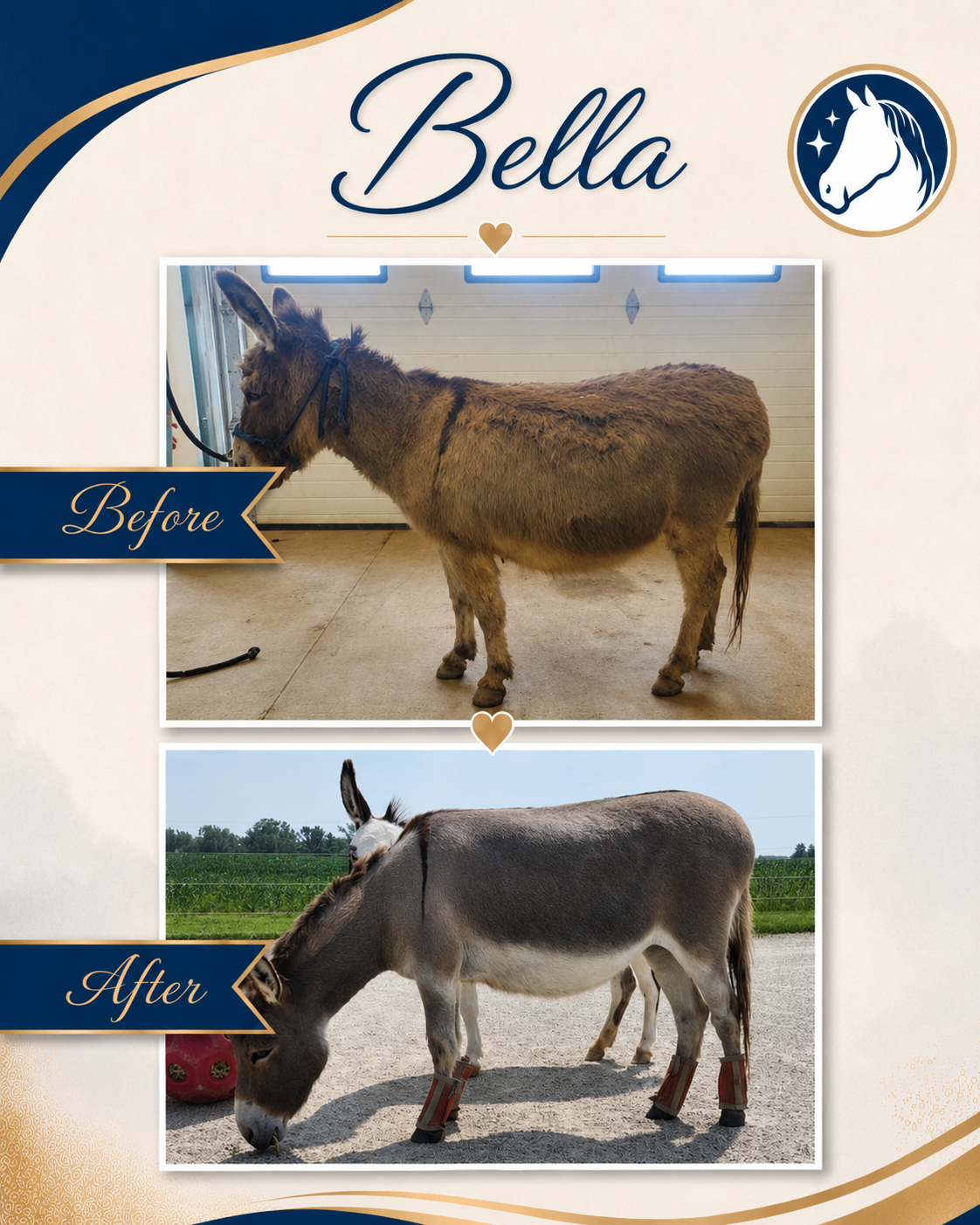Horse before and after a nutrition and feeding program
