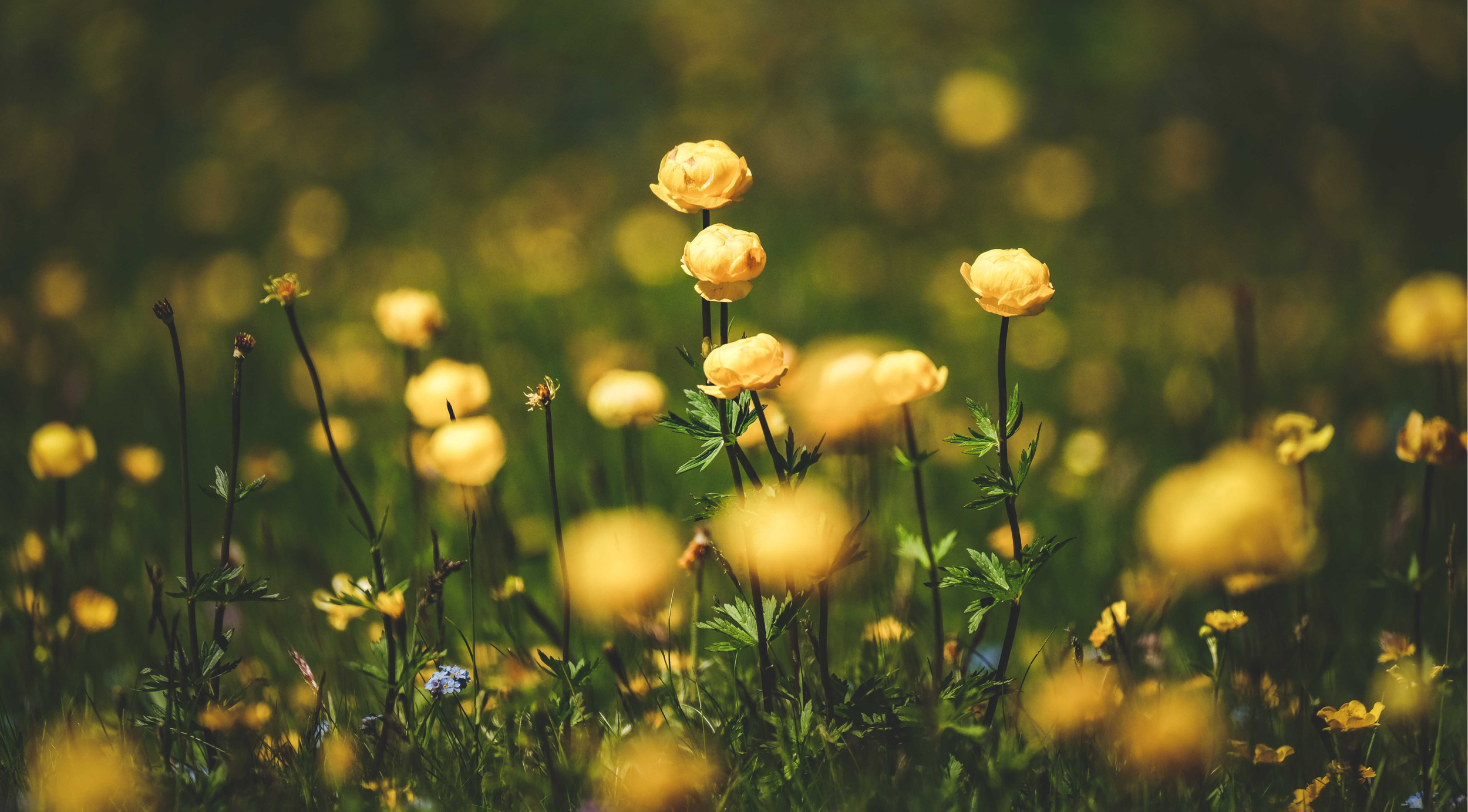 Yellow wildflowers blooming in a field with blurred green background.