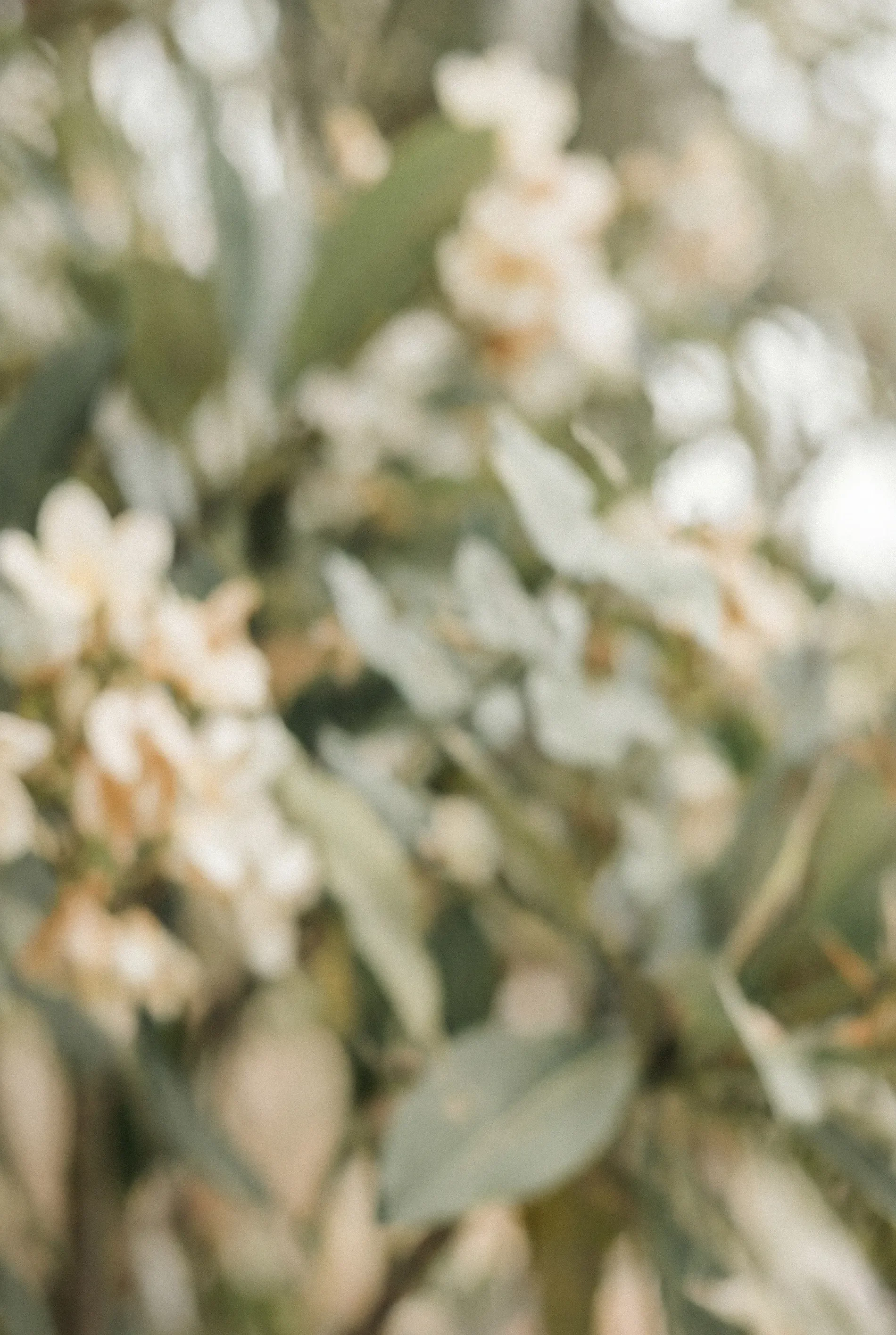 Close-up of white flowers and green leaves on a tree branch during daytime