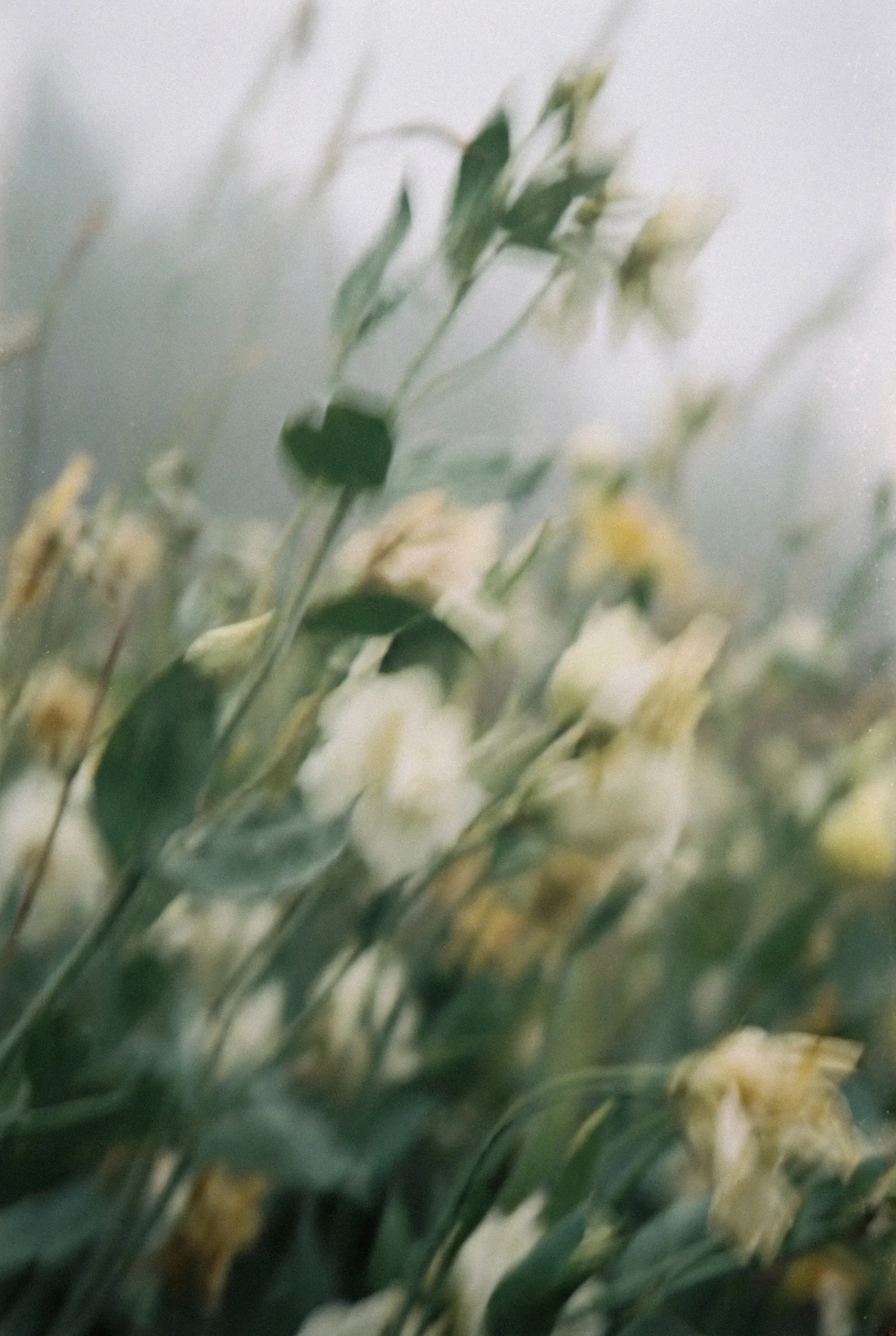 Blurred close-up of green leaves and white flowers.