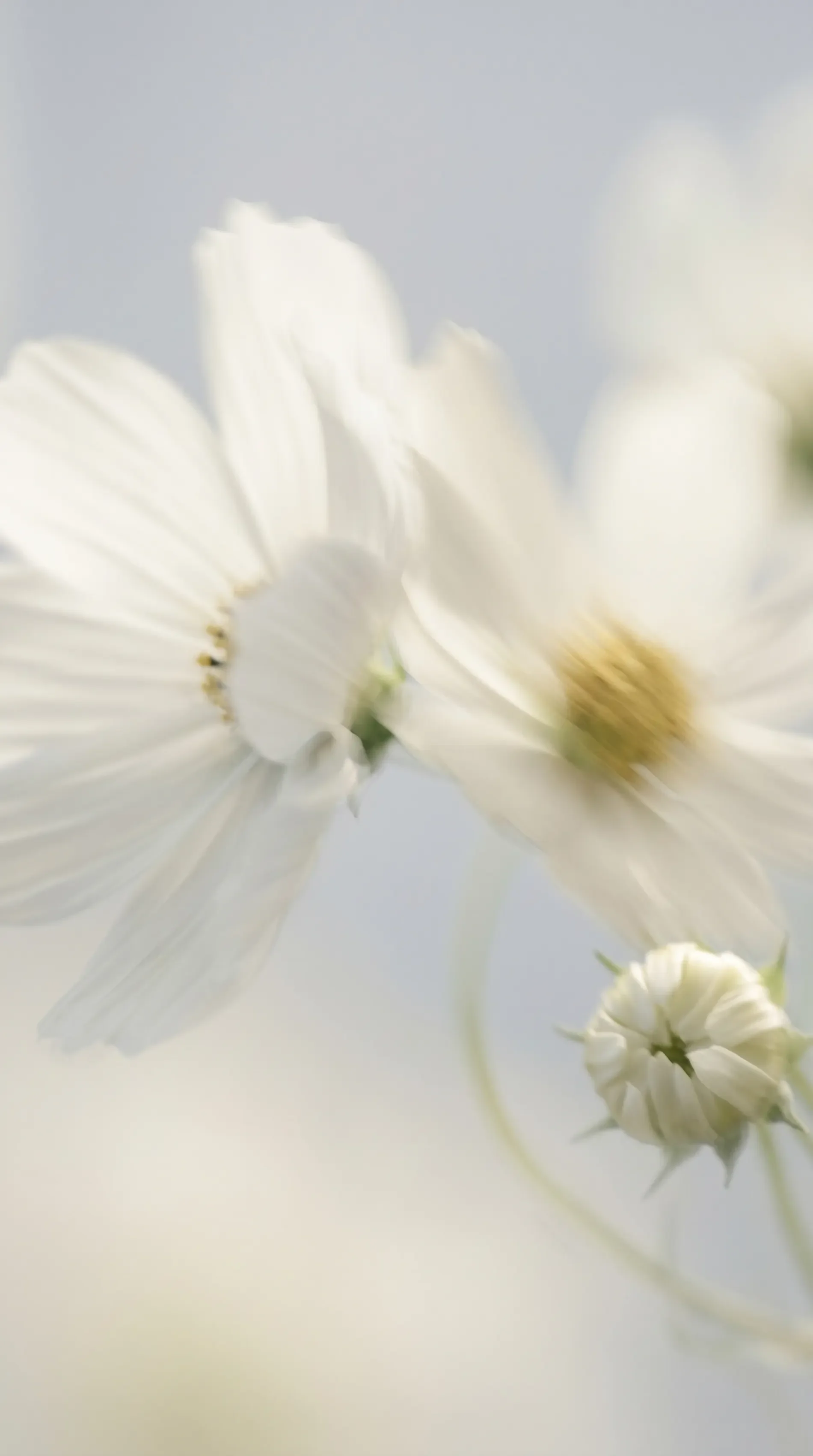 Close-up of white flowers with a soft blue and white background.