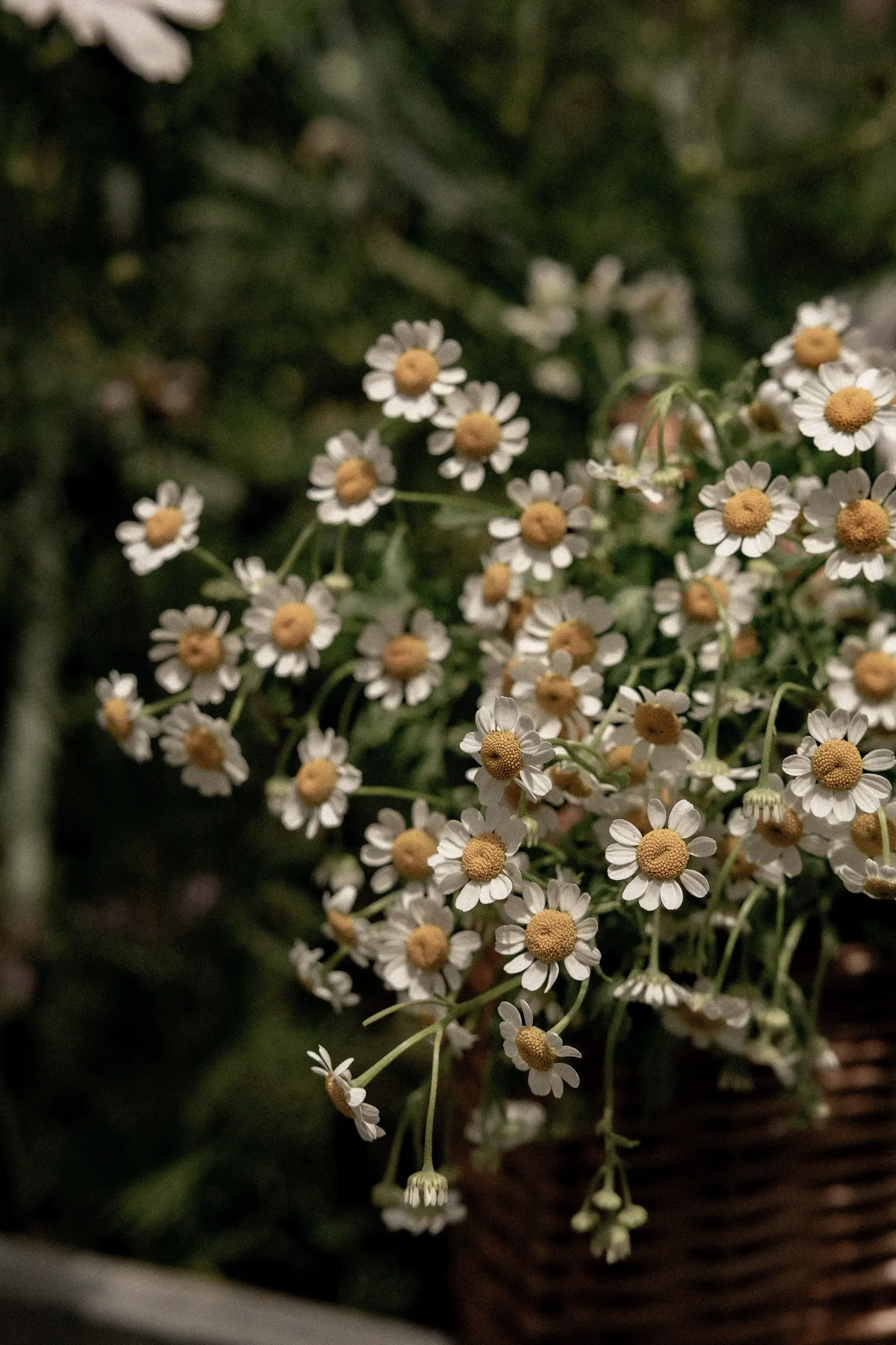 Close-up of small white daisy-like flowers with yellow centers, blooming on green stems with a blurred background.