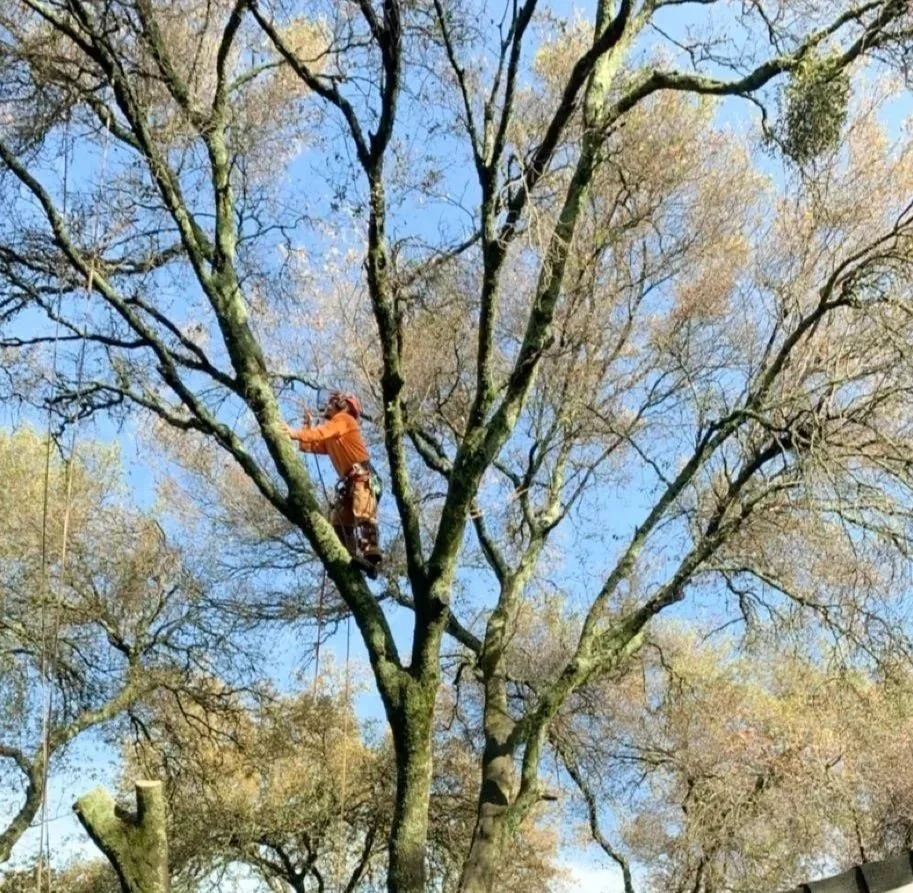 Professional arborist climbing a tree while performing tree pruning services.