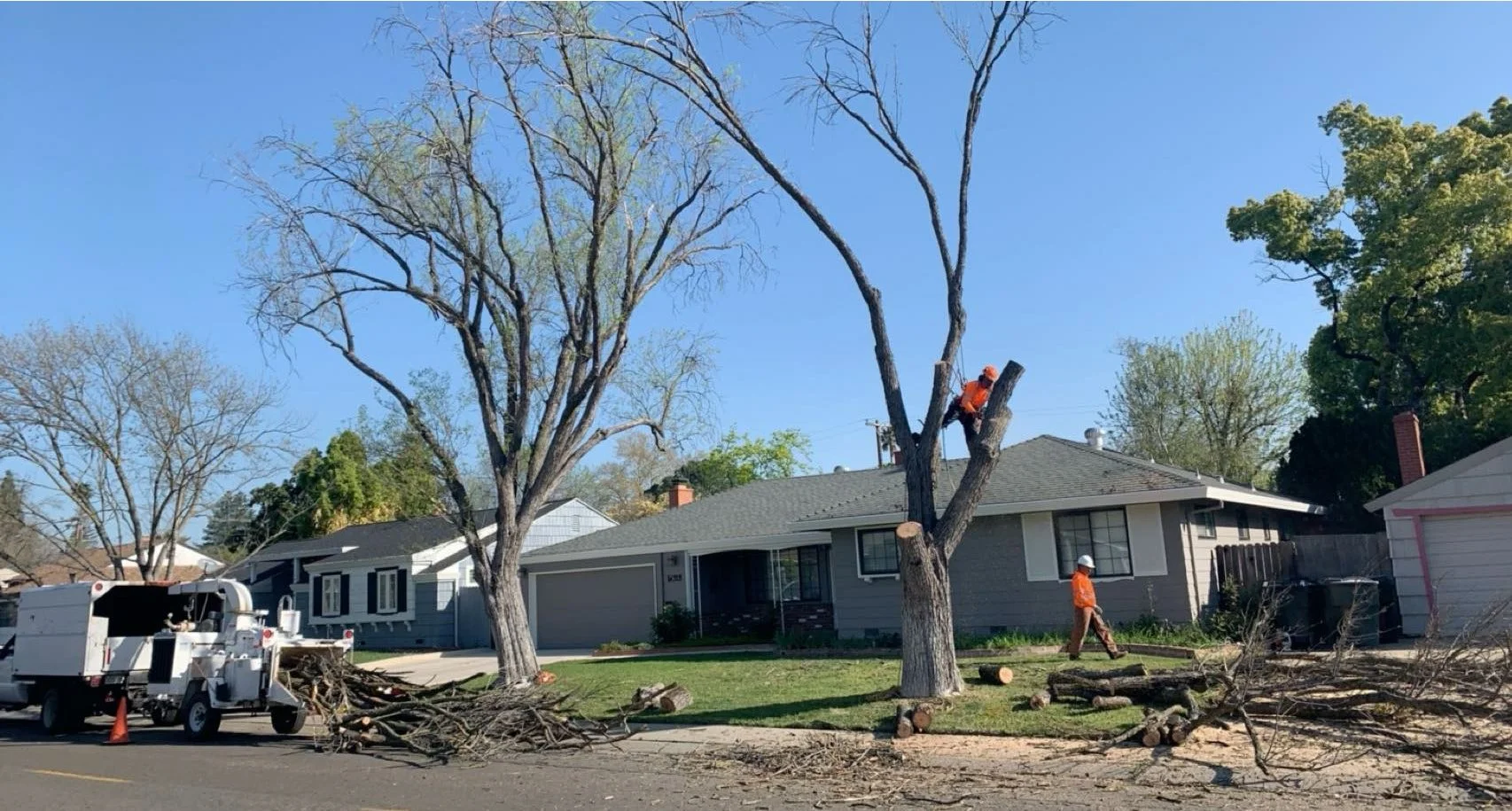 Residential Tree Services