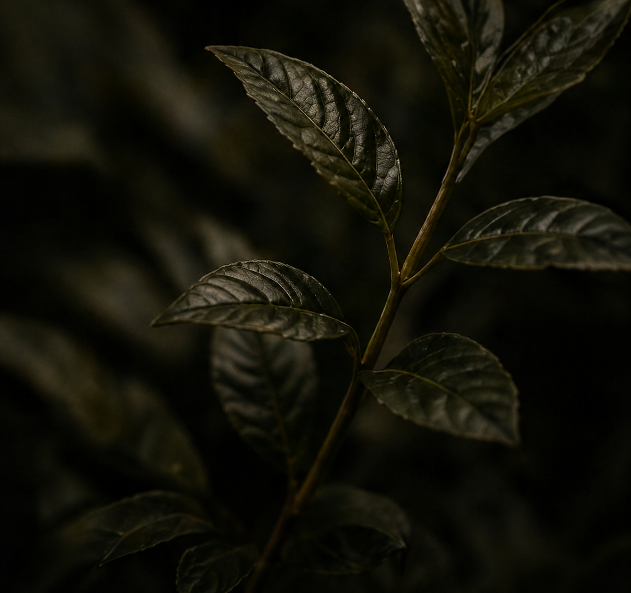 Close-up of dark green glossy leaves on a plant, with a dark background.