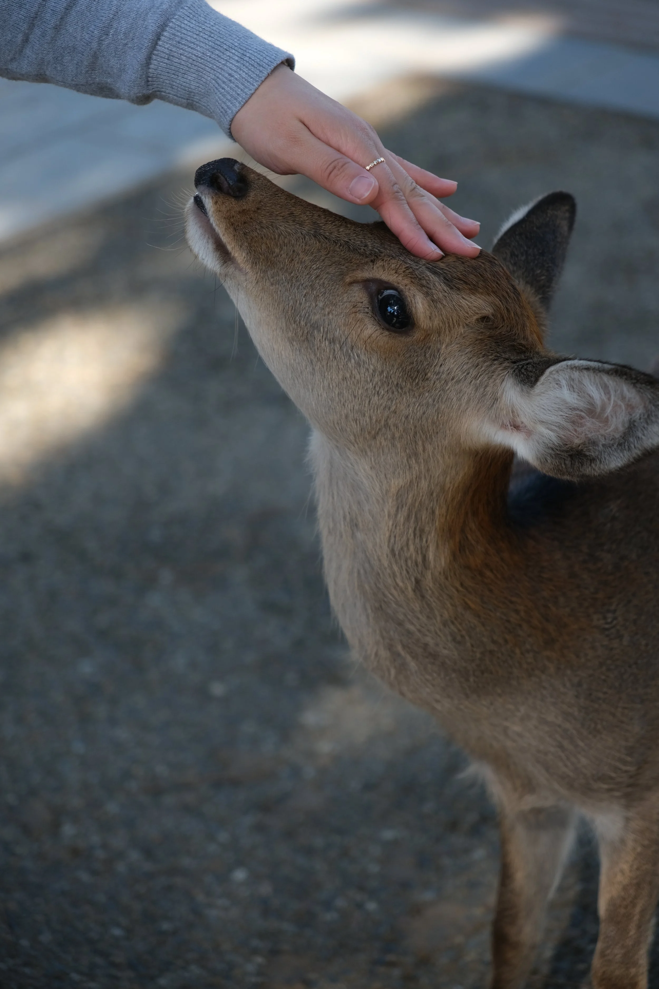 DSCF7730.JPG
