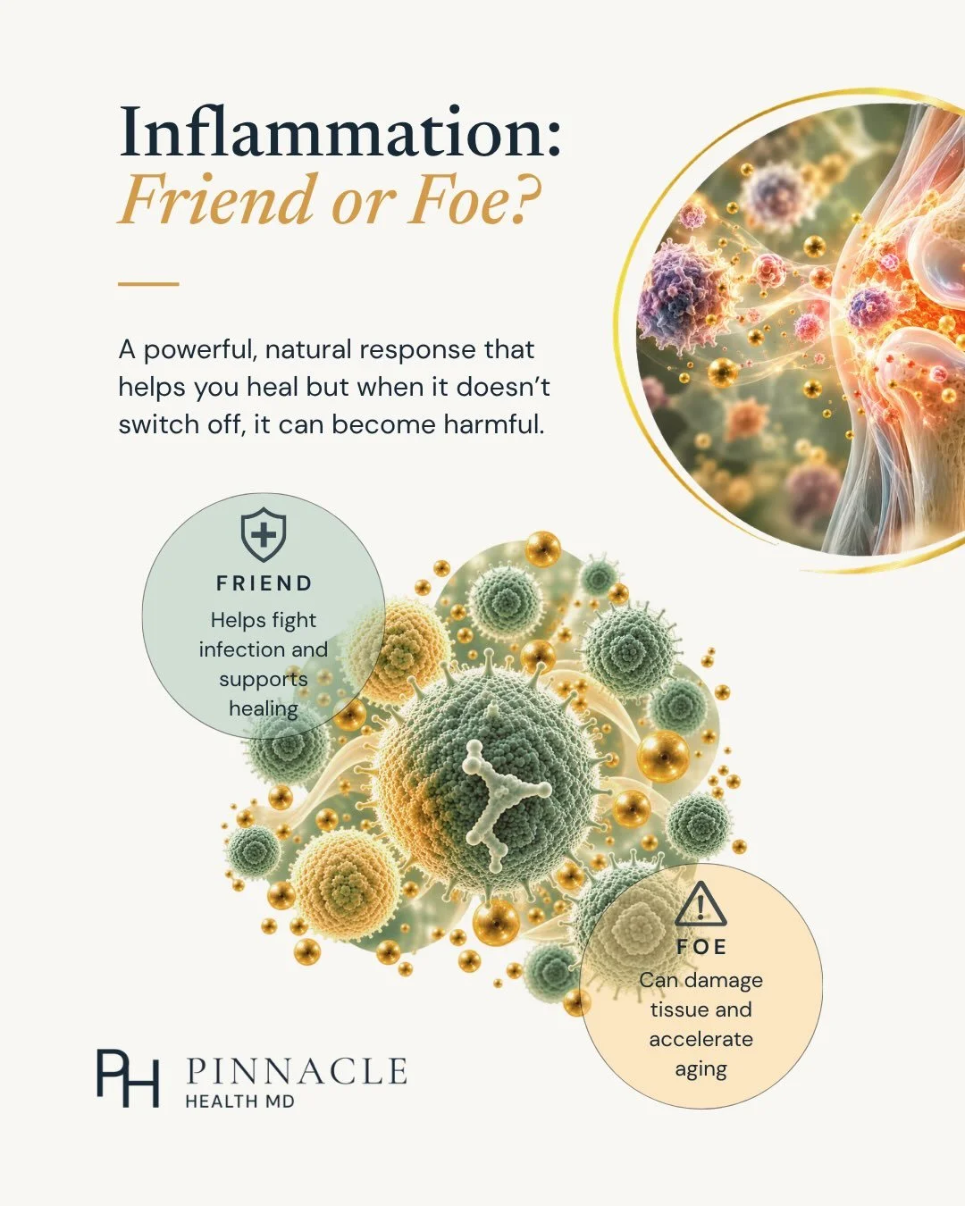 Inflammation: Friend or Foe? 

Inflammation is one of your body&rsquo;s natural defense mechanisms, helping you heal and recover. But when it becomes chronic, it can contribute to metabolic dysfunction, cardiovascular disease, and accelerated aging.
