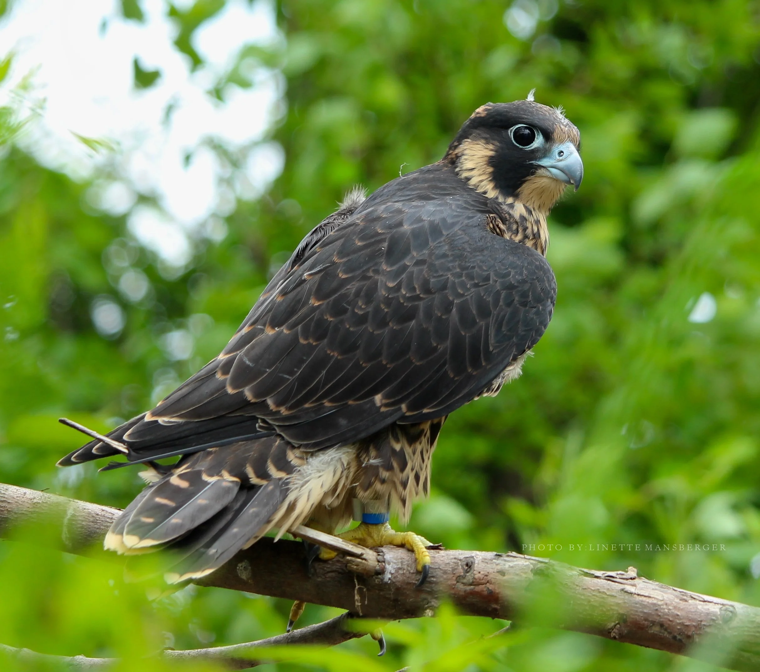 Chapter Meeting and Program “A Falcon Watch Scrapbook”