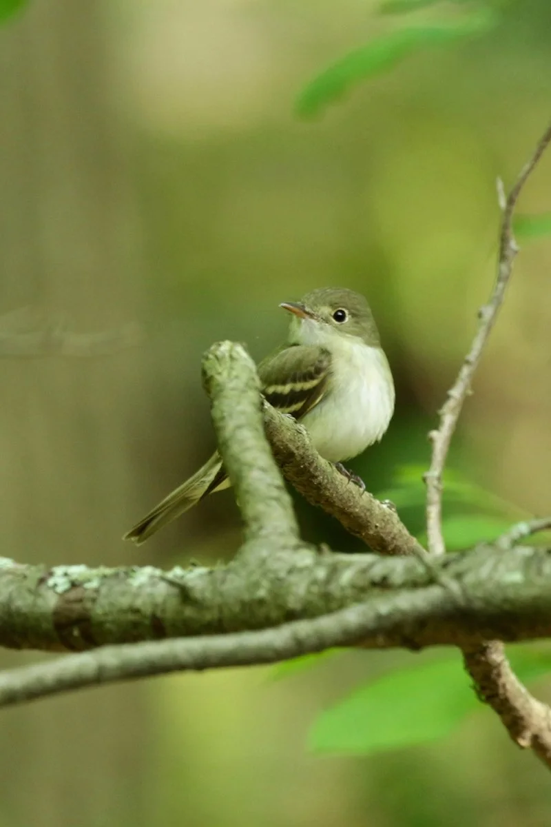 Acadian Flycatcher • Photo by Linette Mansberger • 5/9/2017