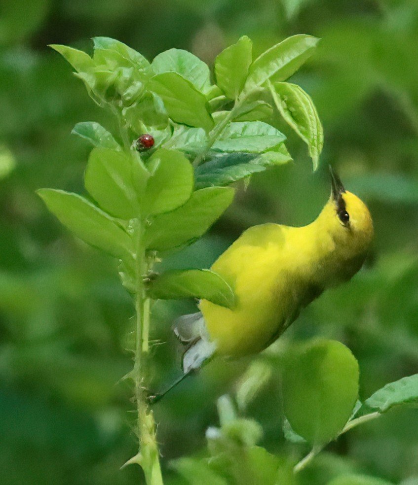 Blue Winged Warbler