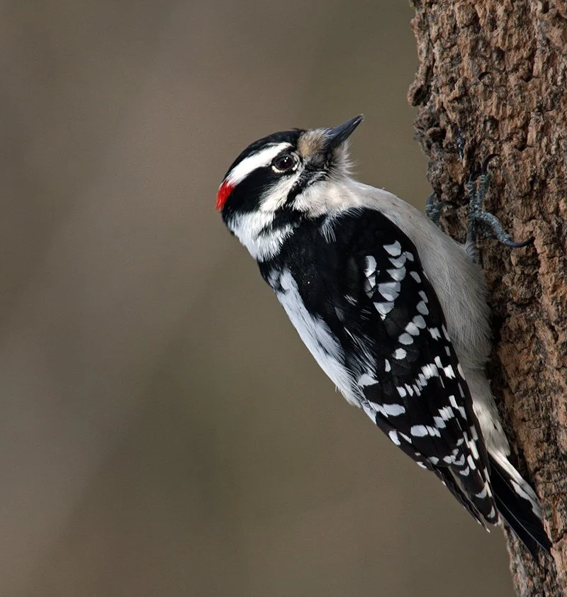 Male Downy Woodpecker • Photo by Wayne Blottenberger • 1/10/2017