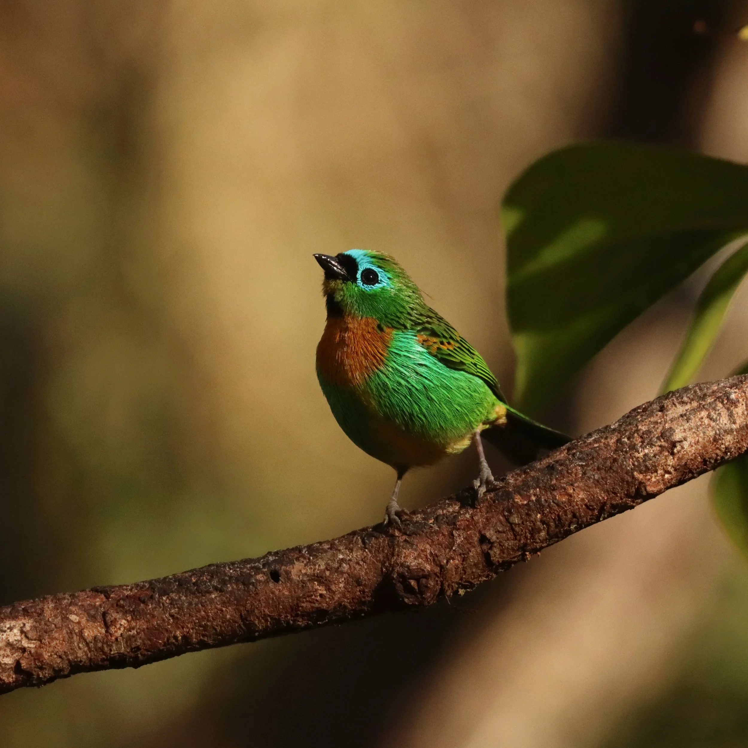 Brassy-breasted Tanager • Photo by Linette Mansberger