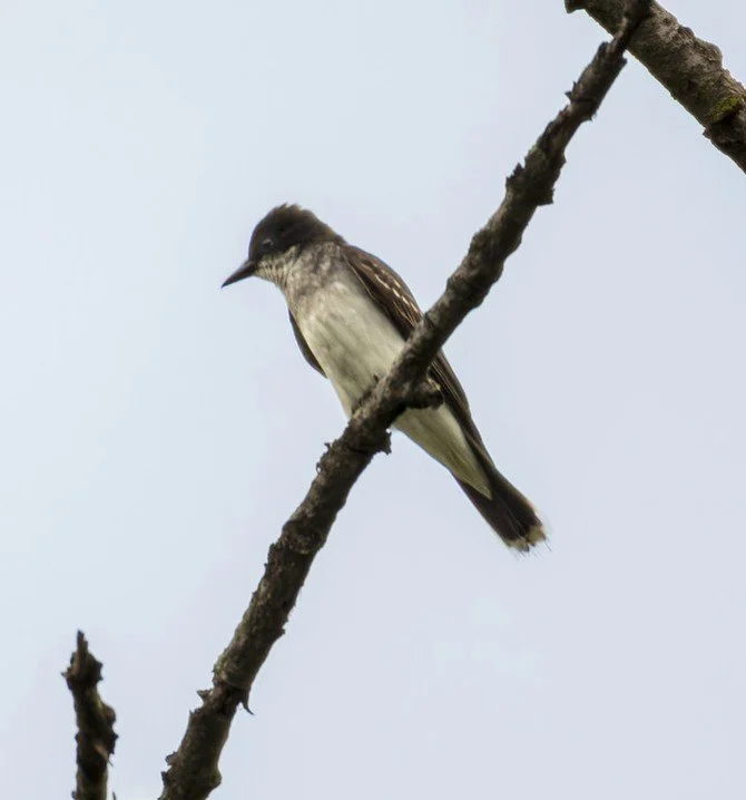 Eastern Kingbird