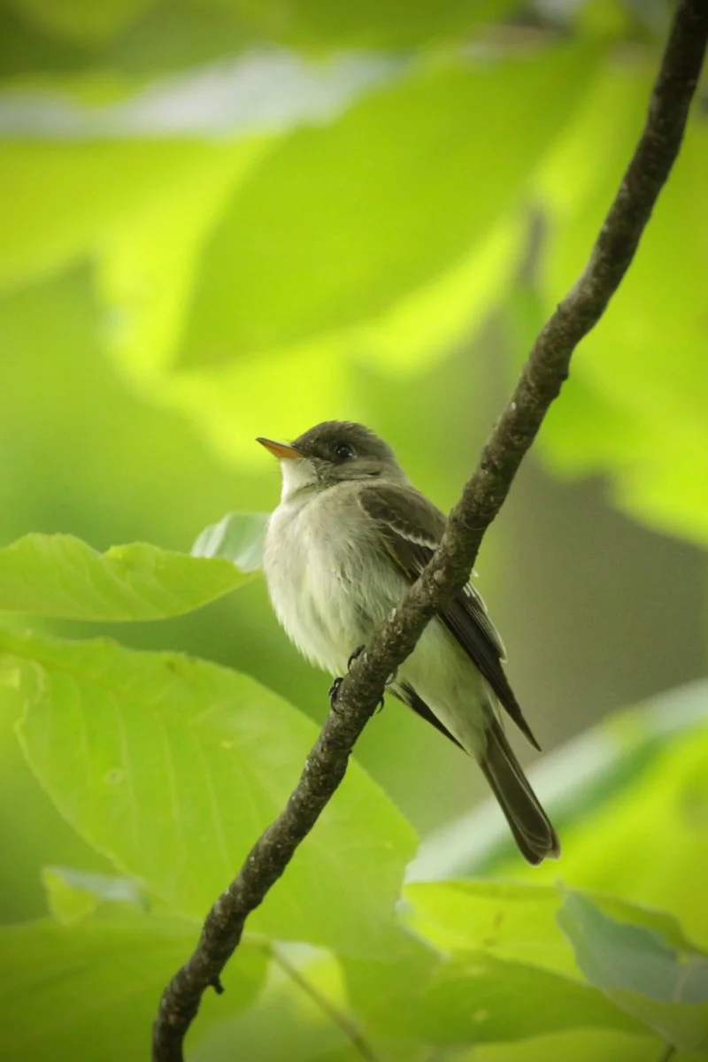 Eastern Wood-Peewee • Photo by Linette Mansberger • 5/26/2017