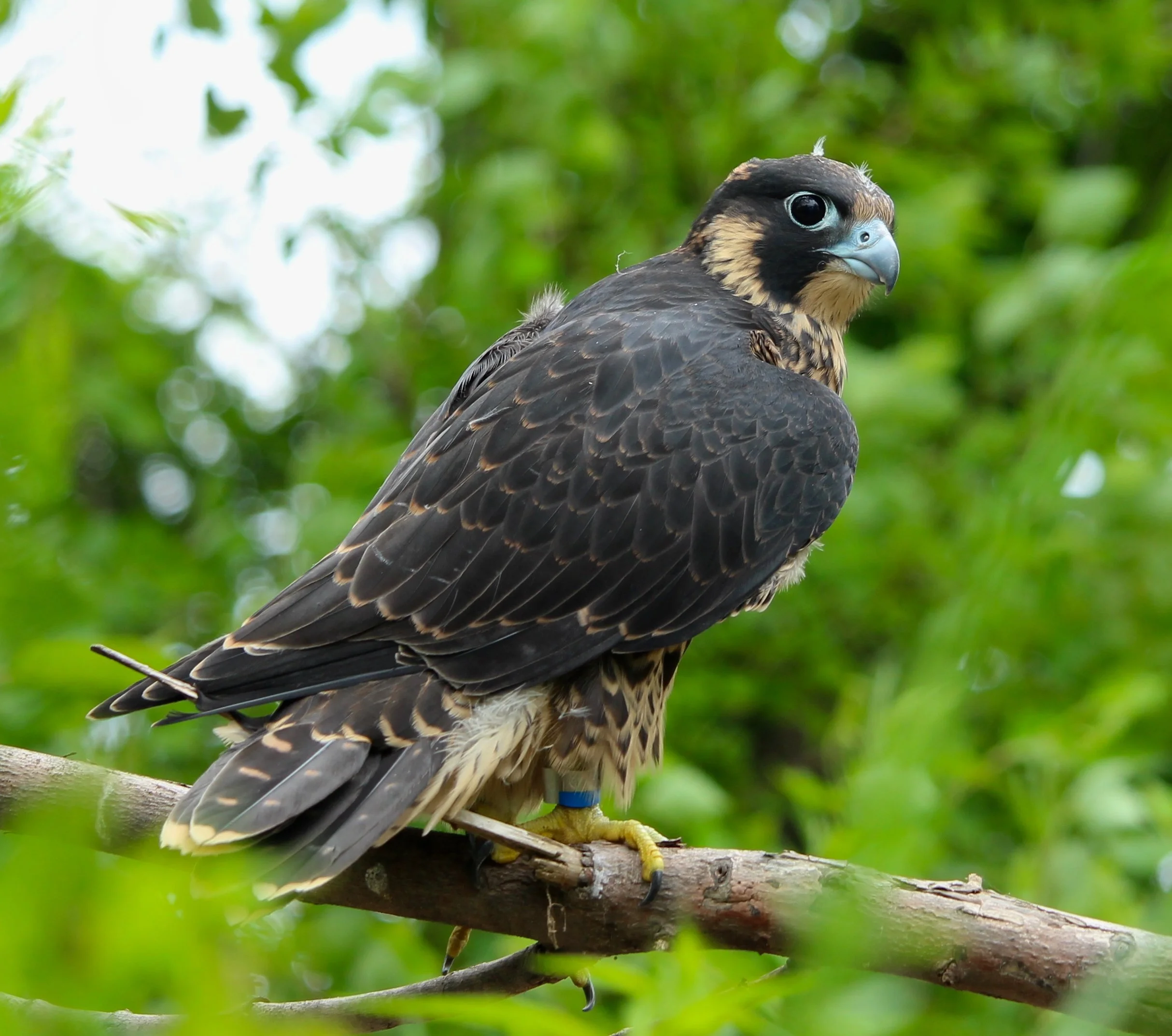 Peregrine Falcon Juvenile • Photo by Linette Mansberger