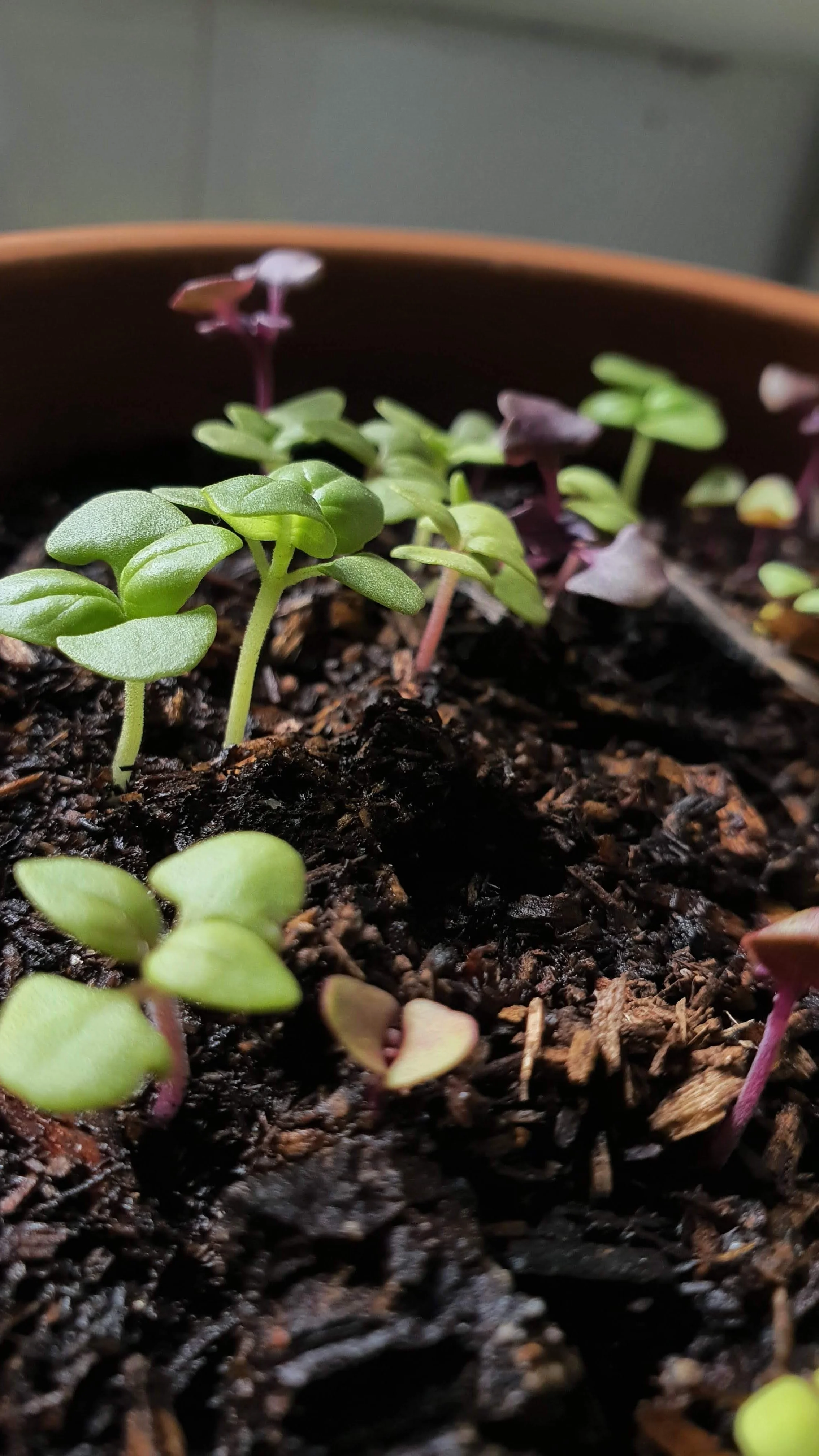 Close-up of small green and purple microgreens sprouting from dark, moist soil in a planter.