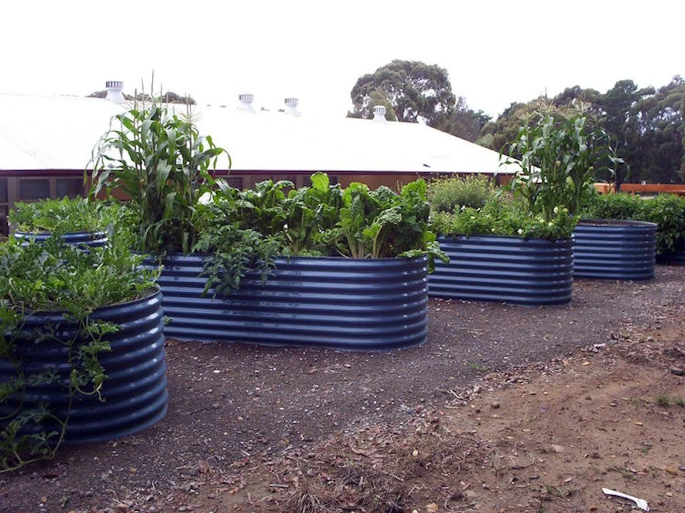 Raised garden beds filled with leafy green vegetables and corn plants, outdoors on a dirt surface with a background of a building roof and trees.